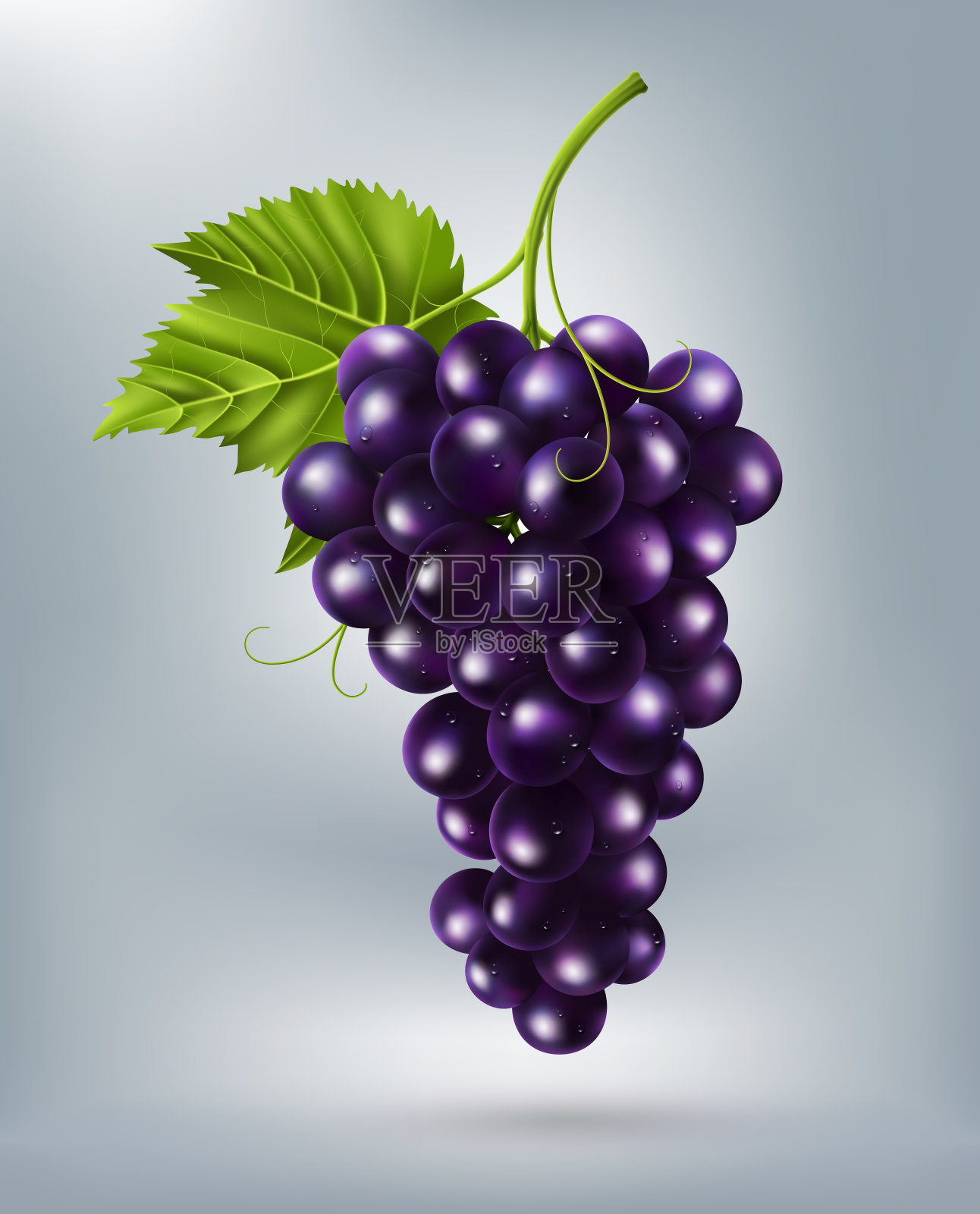 紫色餐桌葡萄，葡萄酒葡萄，孤立，矢量插图设计元素图片