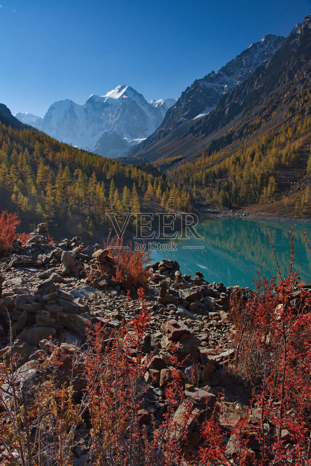 湖和山顶背景下的红色灌木丛照片摄影图片