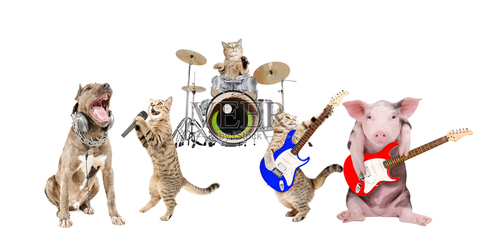 动物音乐家的表演照片摄影图片