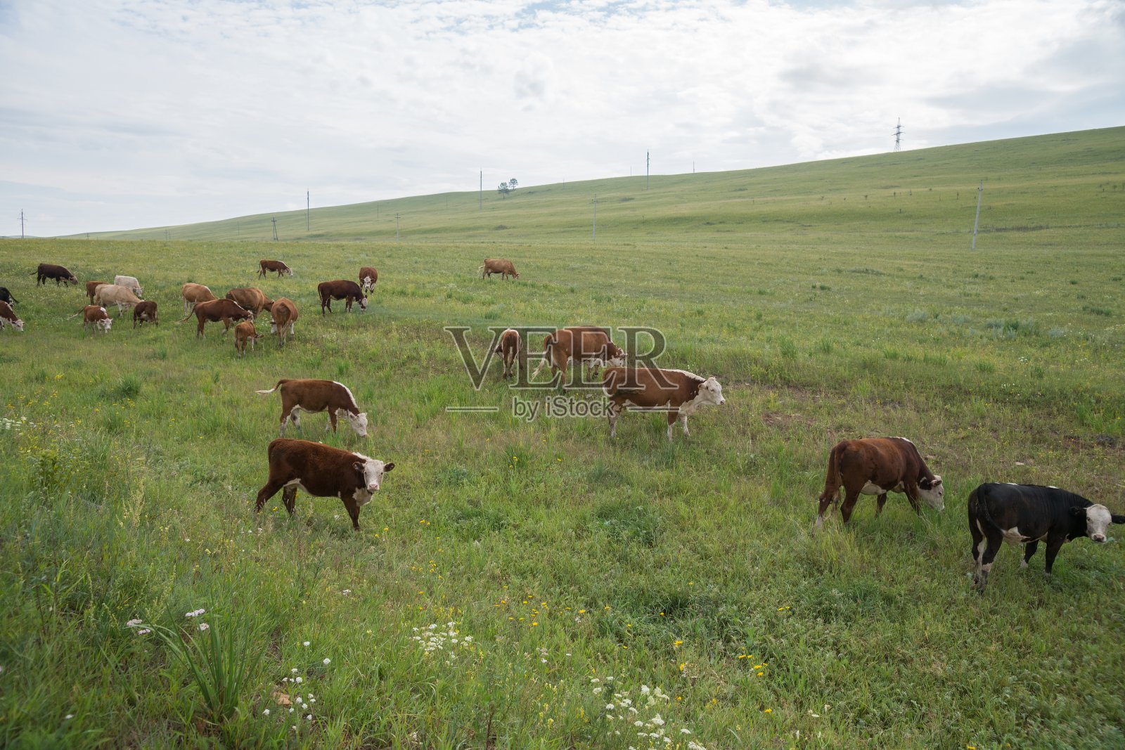 一群牛在绿油油的草地上吃草。照片摄影图片