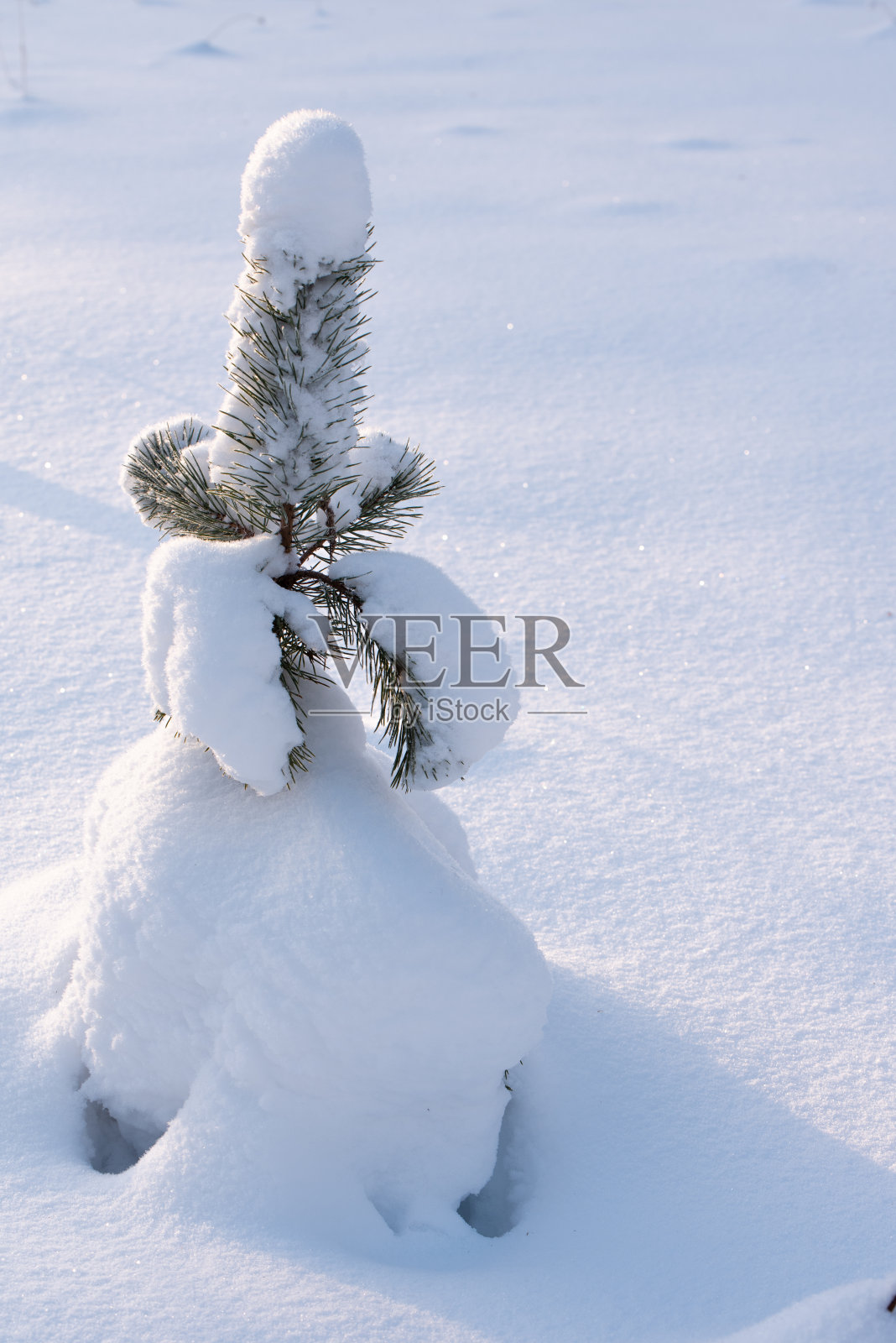 雪中的松树照片摄影图片