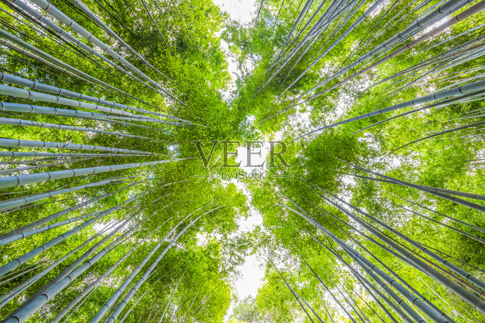 日本京都的岚山竹林照片摄影图片