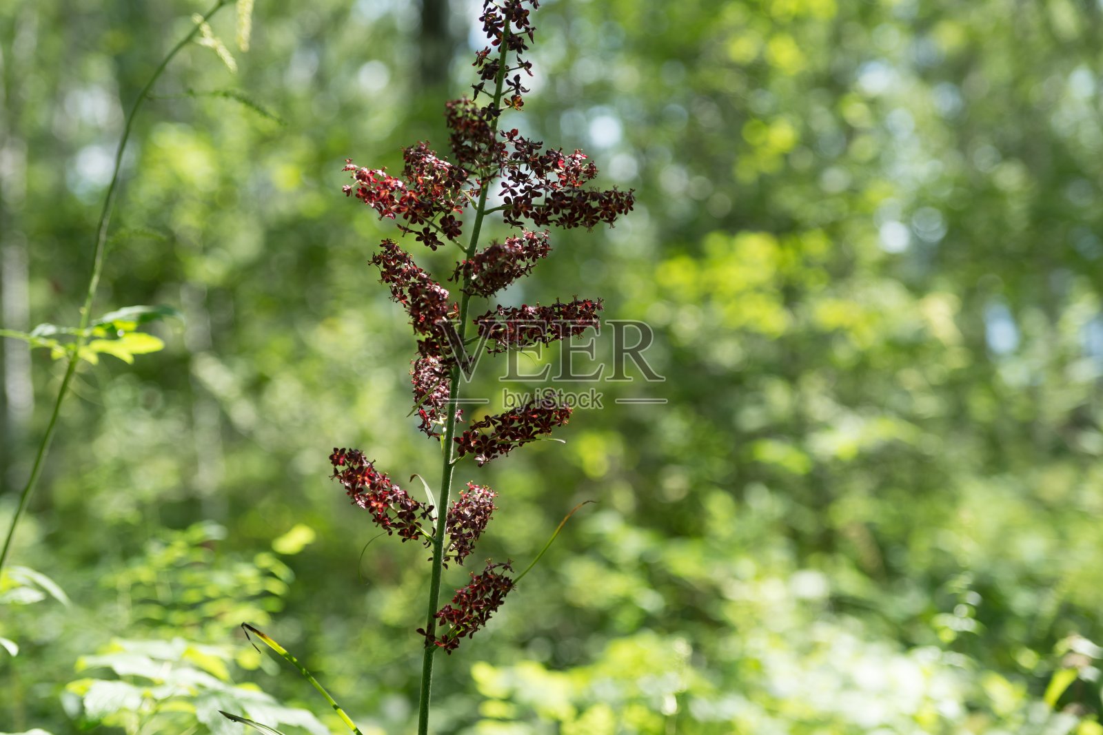 黑色假嚏根草的花序(龙葵)在绿色的森林树叶的背景上。照片摄影图片