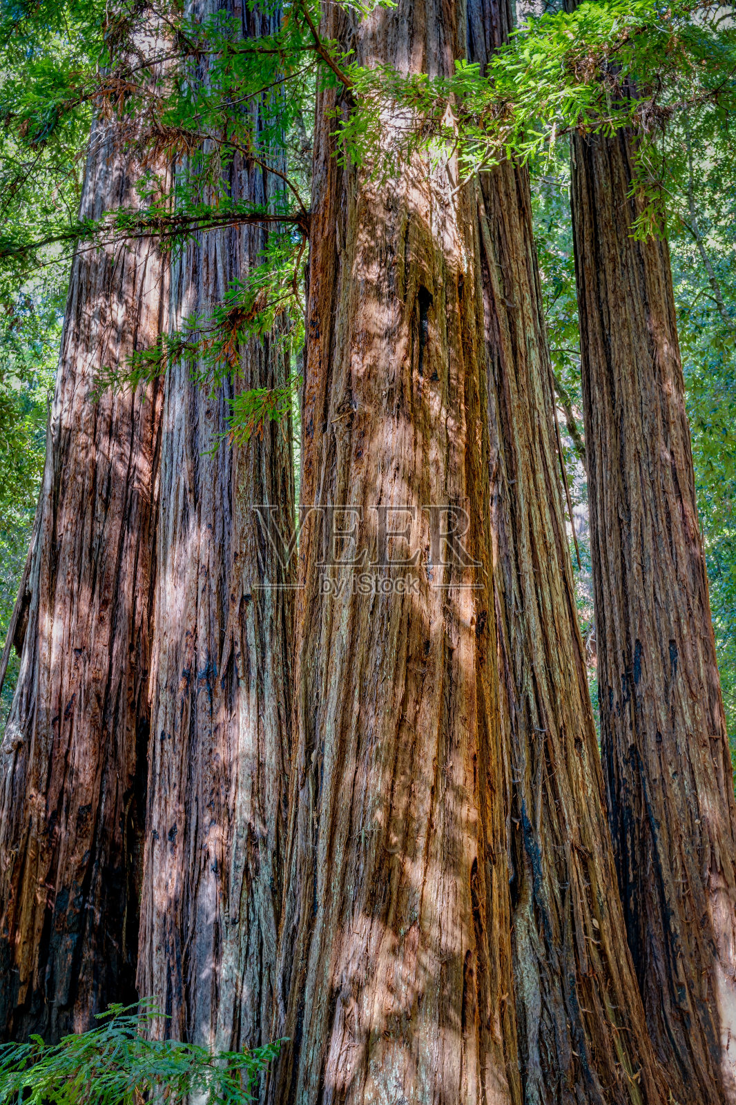 大盆地州立公园的巨型红杉林照片摄影图片