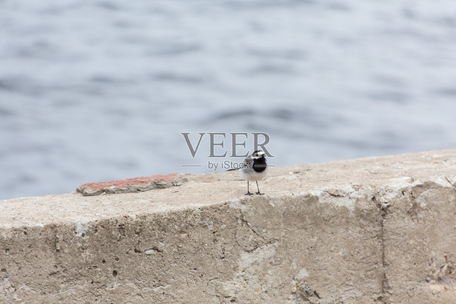 混凝土篱笆上的一只小鸟。河在背景散焦照片摄影图片
