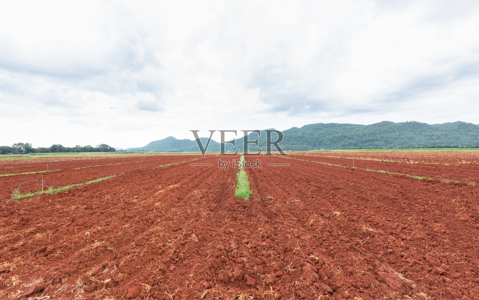 农田有水灌溉系统，耕地准备种植甜玉米种子在泰国照片摄影图片