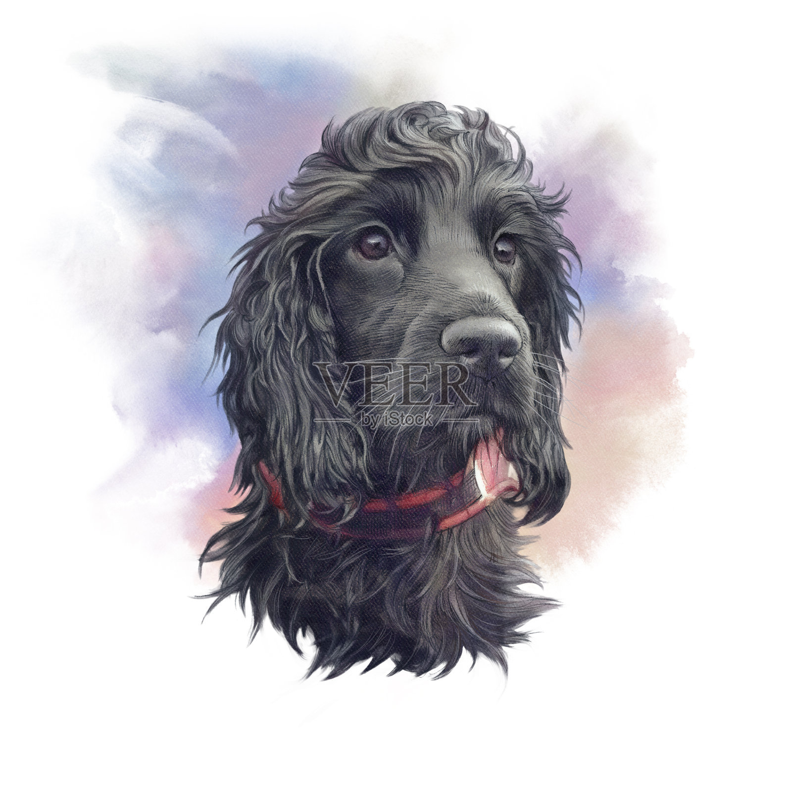 黑色可卡犬的肖像插画图片素材
