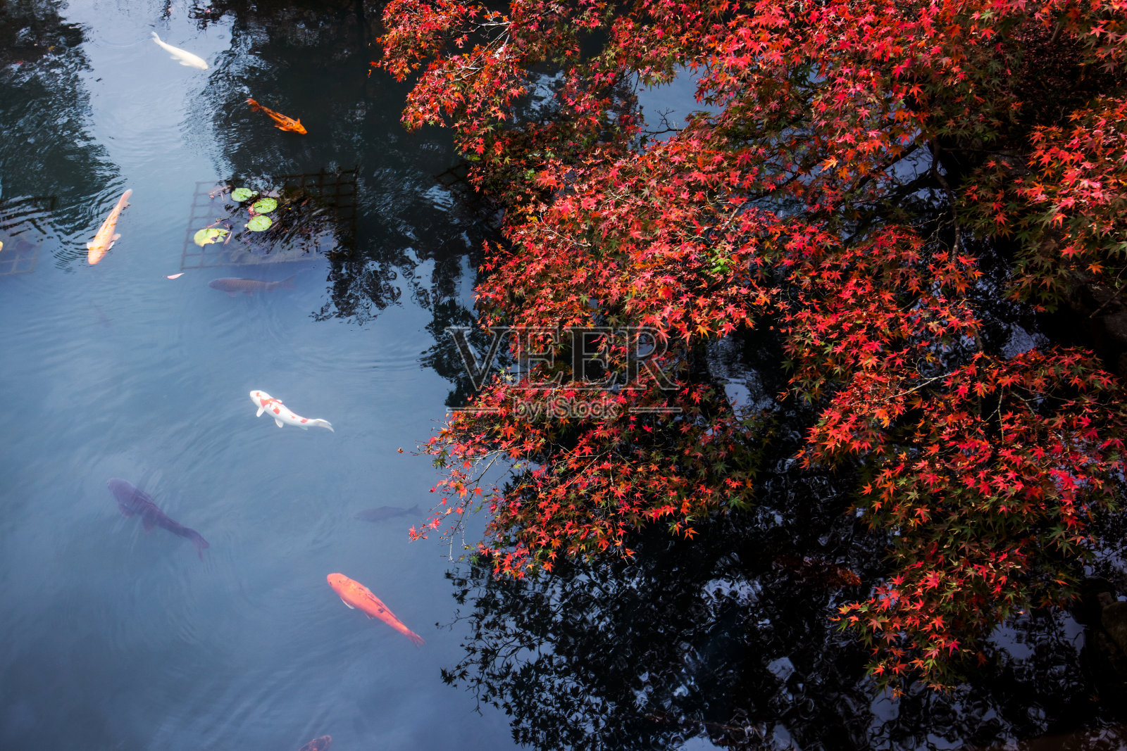 京都日式花园照片摄影图片