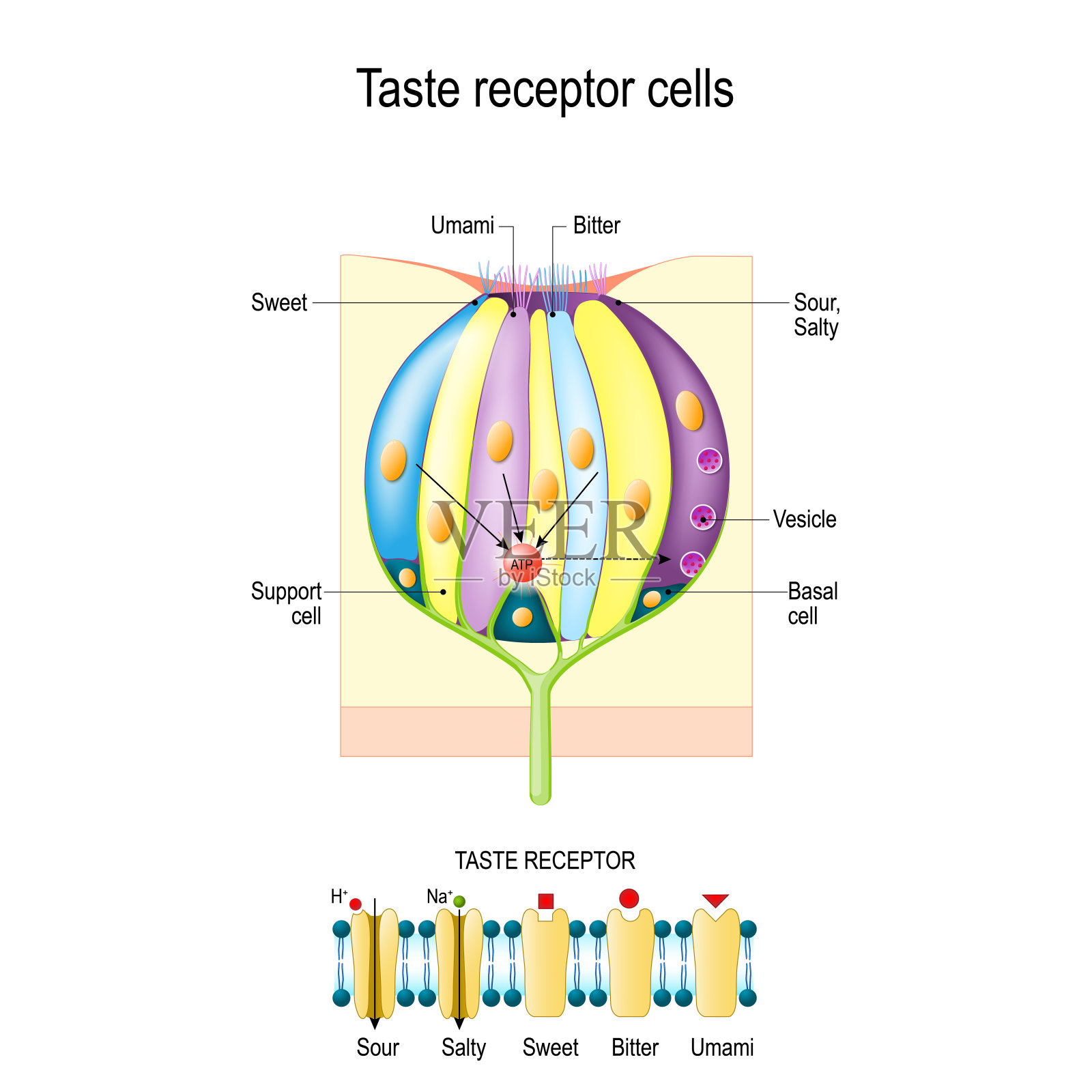 带有受体细胞的味蕾。味觉感受器类型。插画图片素材