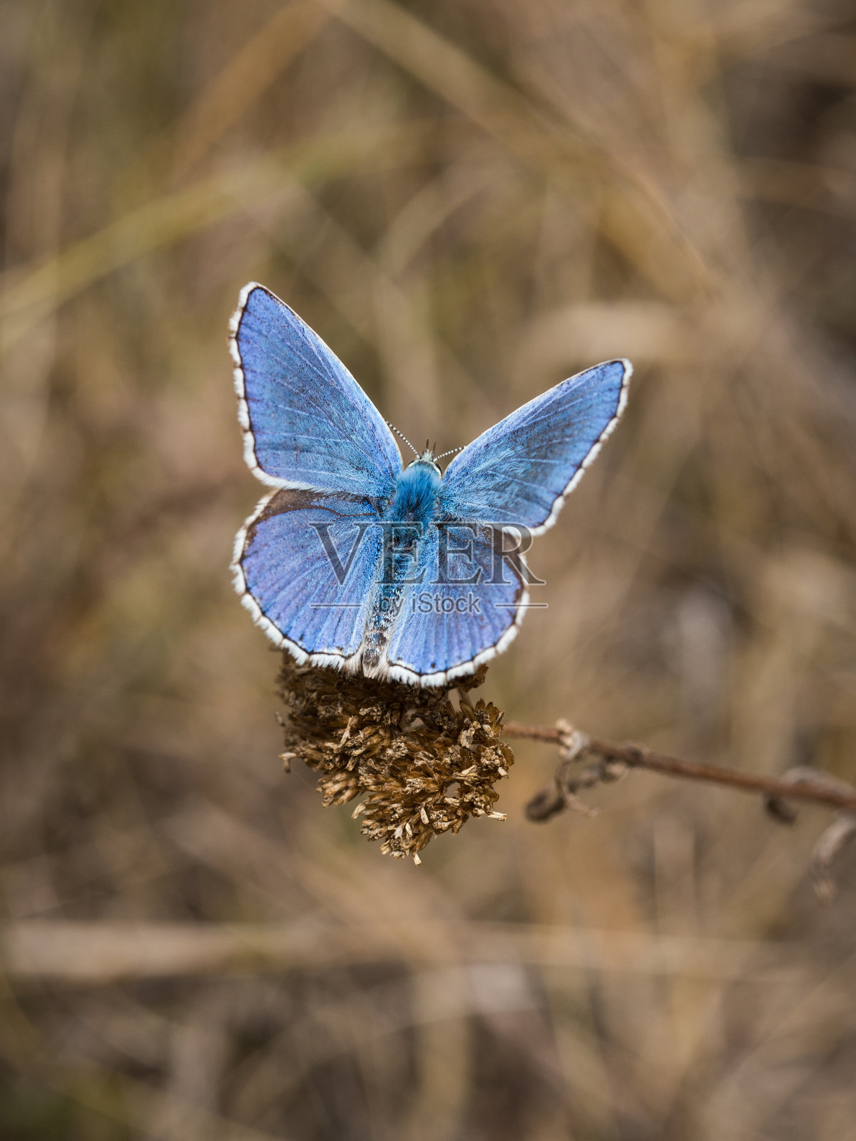灰蝶科的蓝蝶照片摄影图片