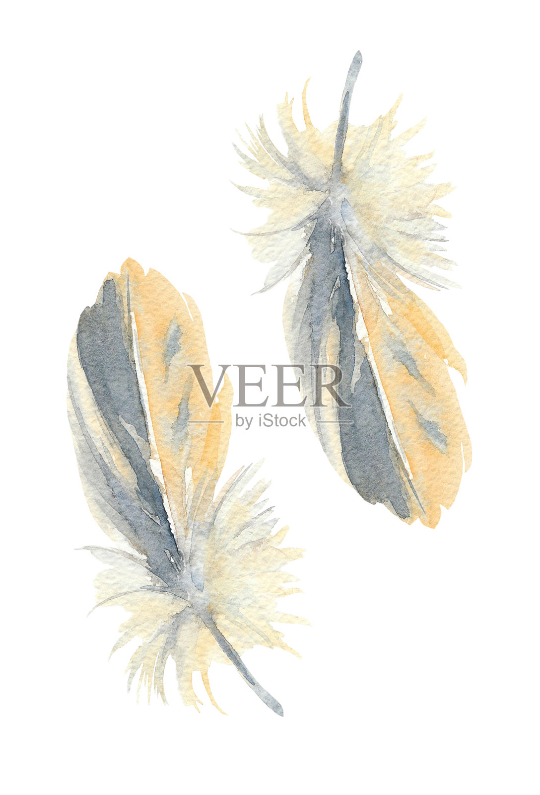 黄松的程式化的半羽状羽毛。水彩插图。设计元素图片