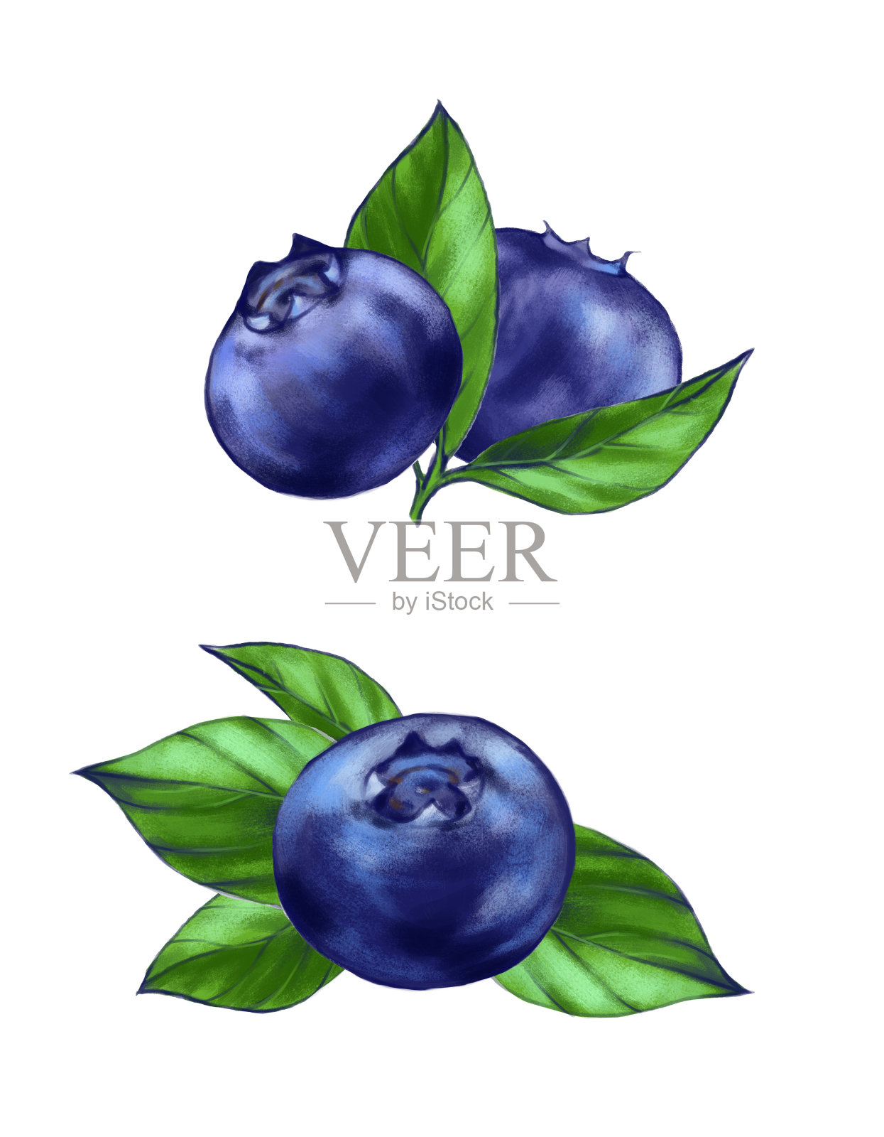 手绘水彩画的食物:成熟美味的蓝莓设计元素图片