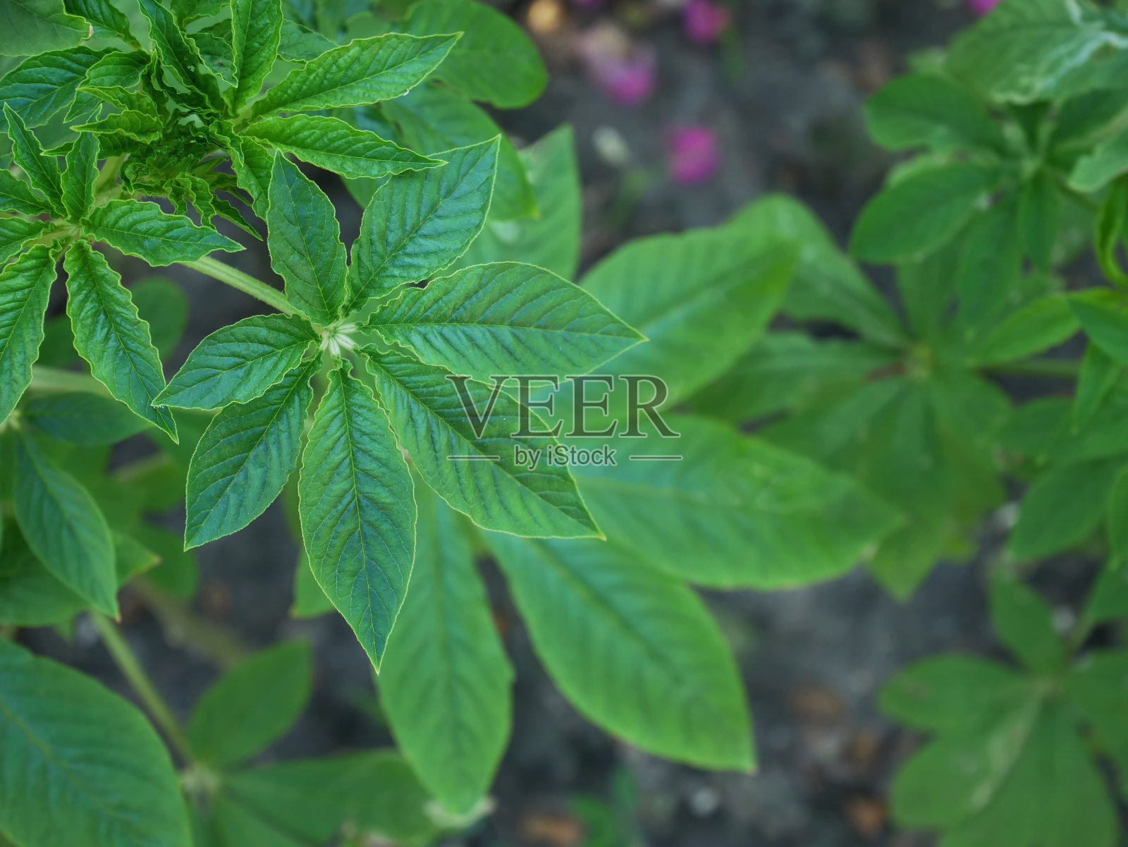 新鲜的绿色植物高角度视图照片摄影图片