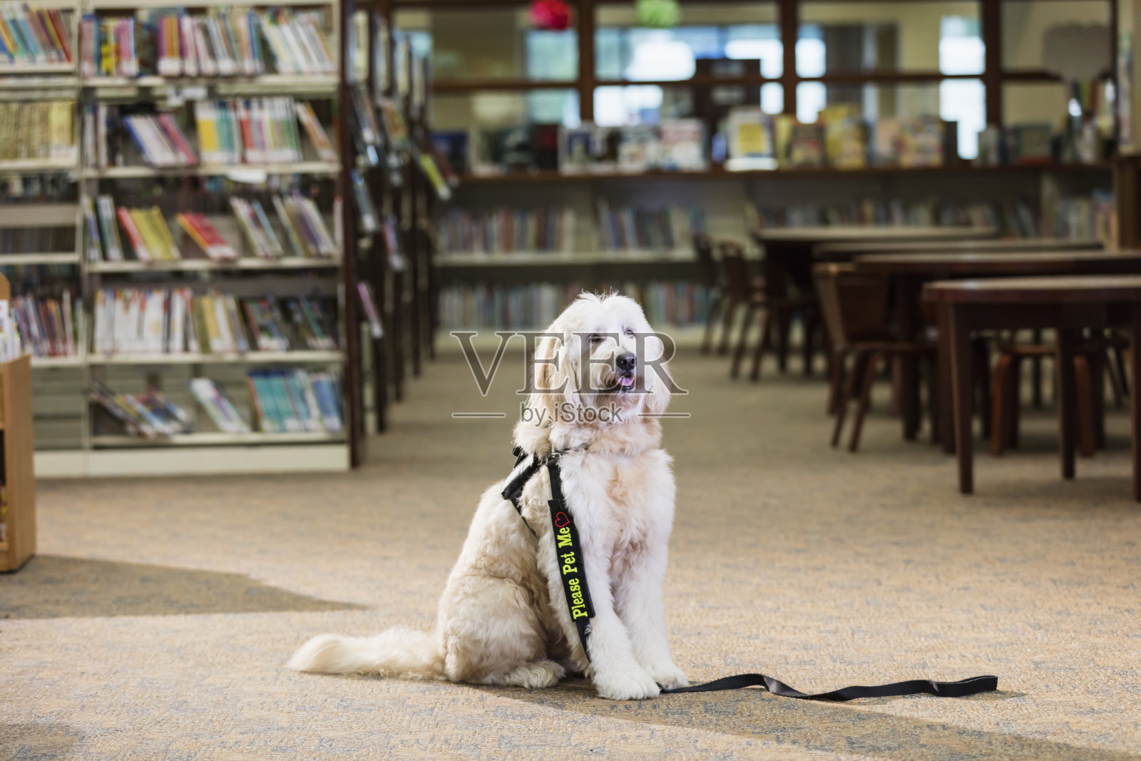 治疗狗坐在公共图书馆照片摄影图片
