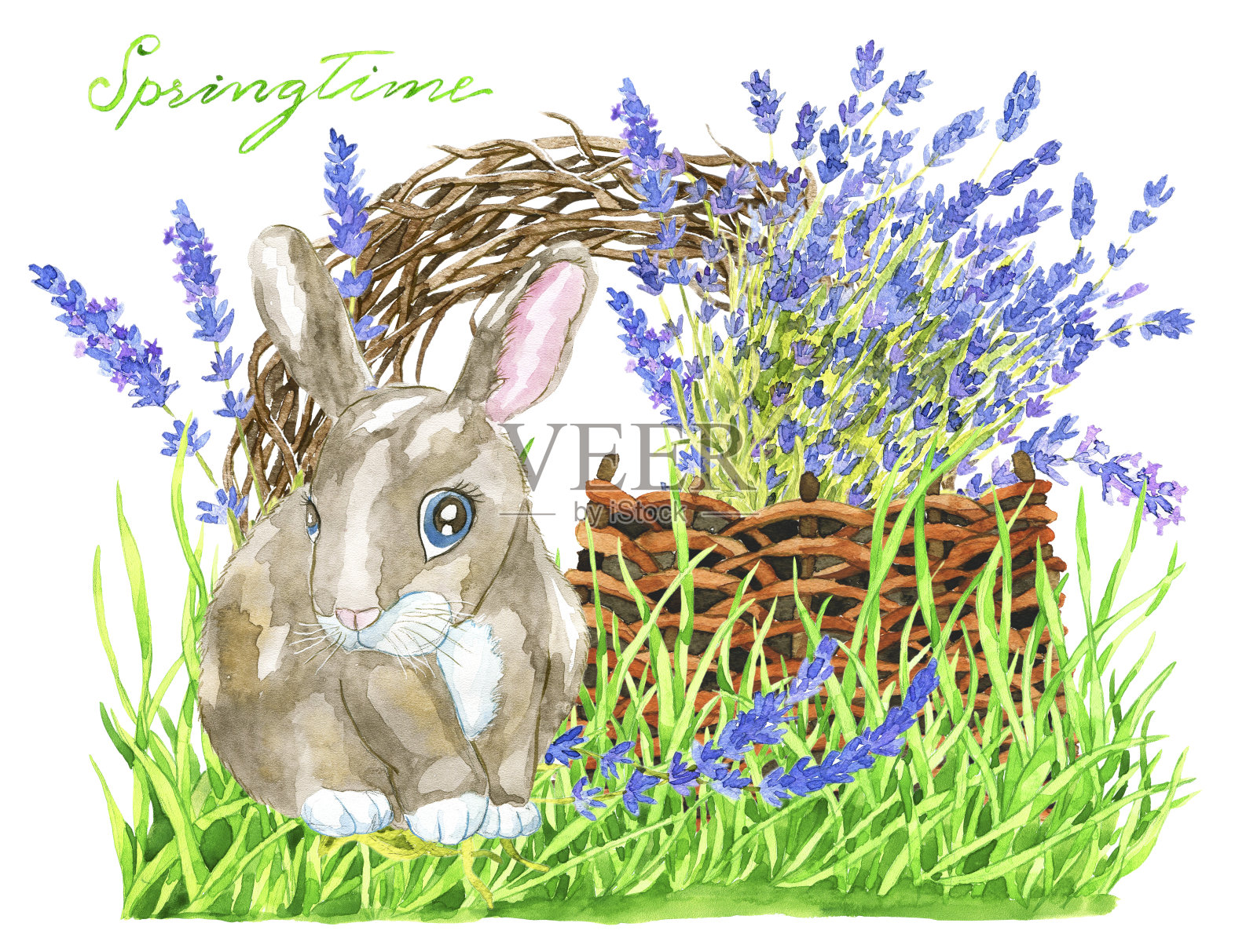 草里的搞笑兔子，薰衣草花篮和鸟巢插画图片素材