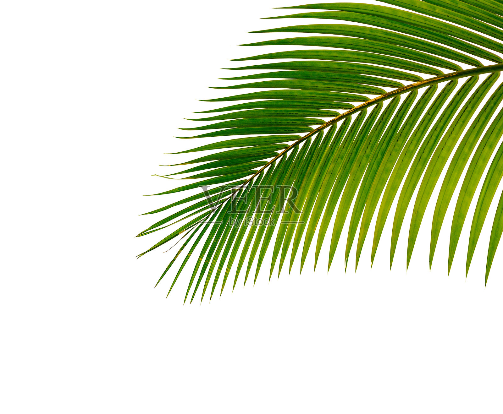 在白色背景上孤立的热带椰子棕榈叶照片摄影图片