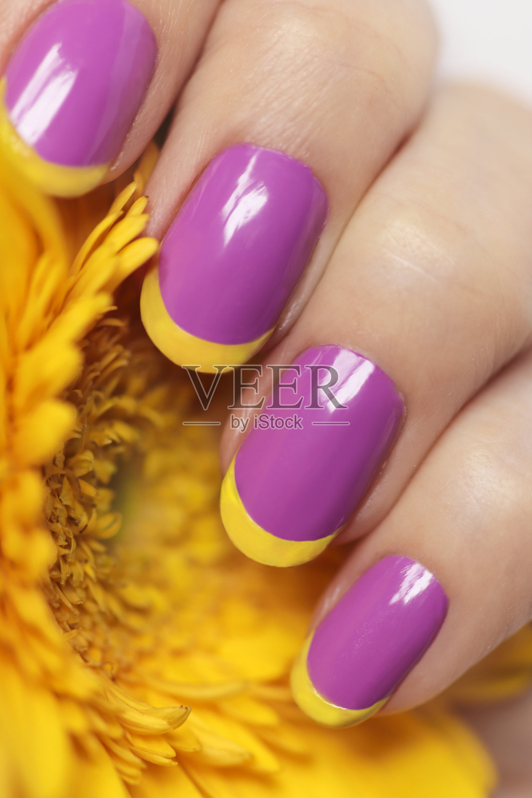 淡紫色法式指甲与黄色非洲菊。照片摄影图片