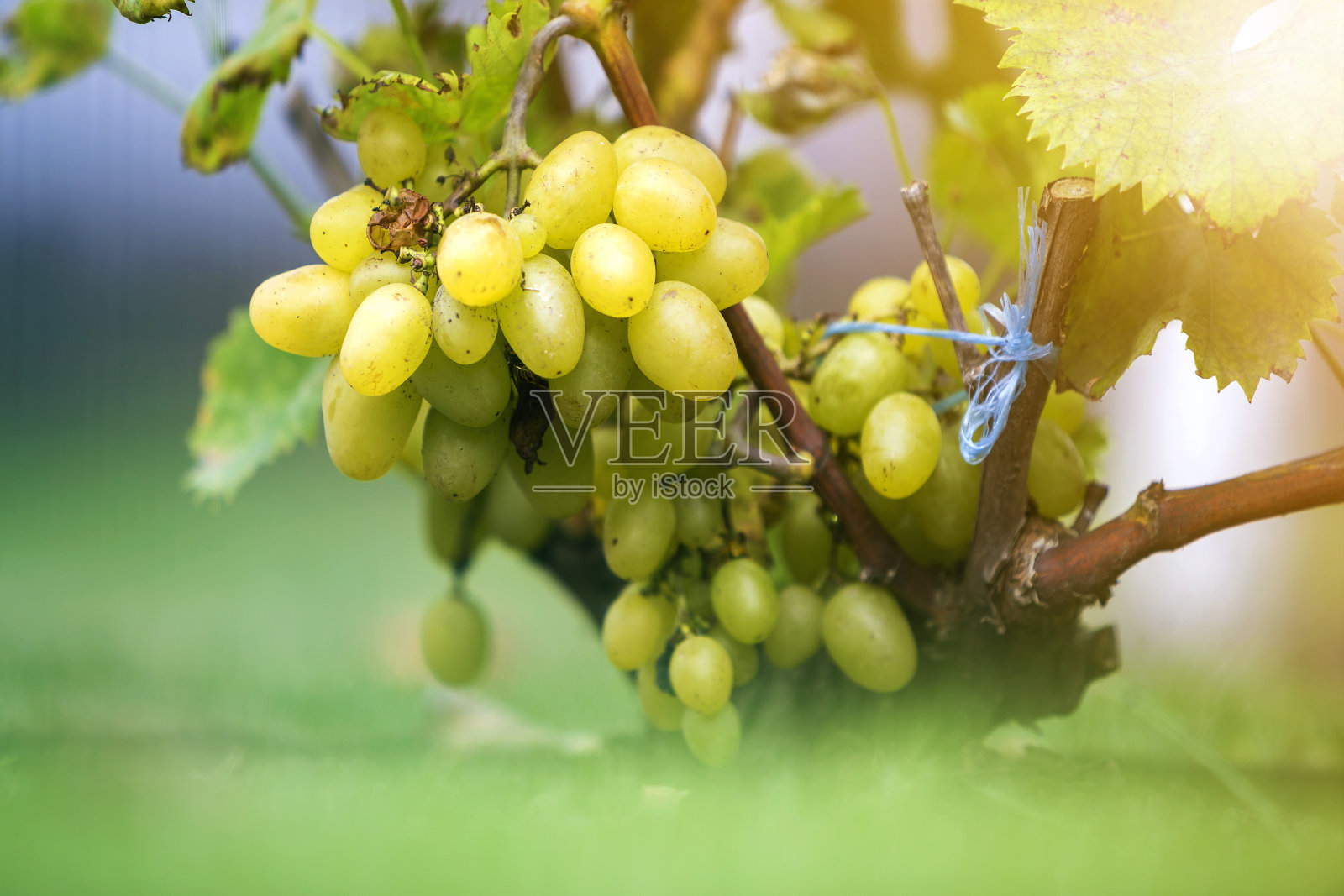 近距离的葡萄枝与绿色的叶子和孤立的金黄成熟的葡萄簇照亮明亮的太阳模糊彩色的散景复制空间背景。农业，园艺和酿酒。照片摄影图片