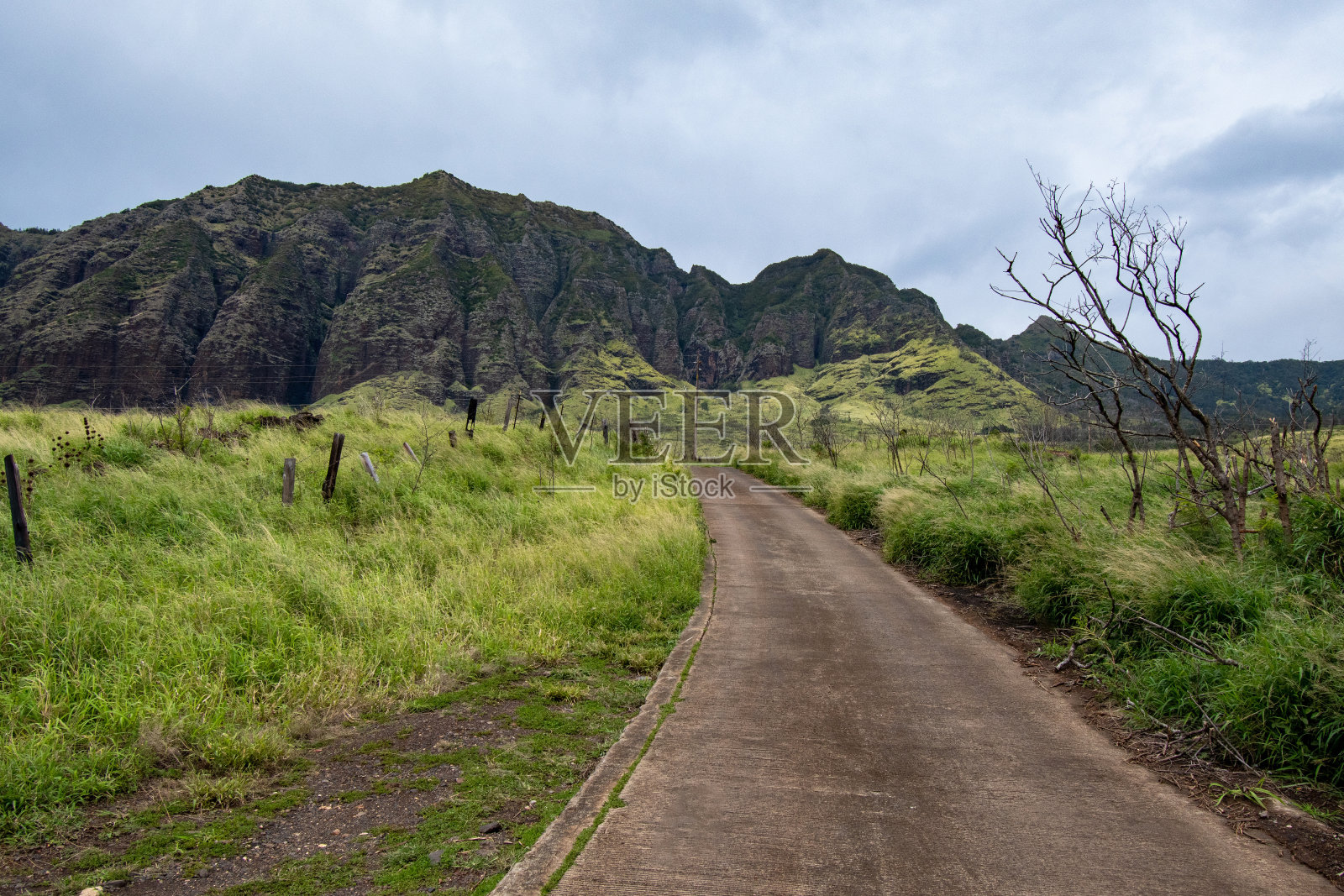 夏威夷瓦胡岛森林保护区的小路照片摄影图片