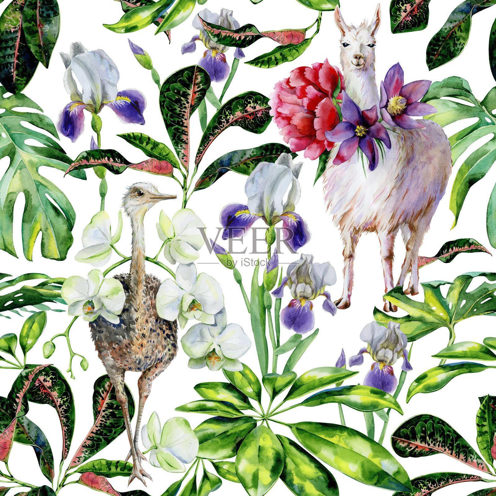 水彩无缝热带羊驼，鸵鸟和卡通羊驼与白头翁花，牡丹，兰花图案。插画图片素材