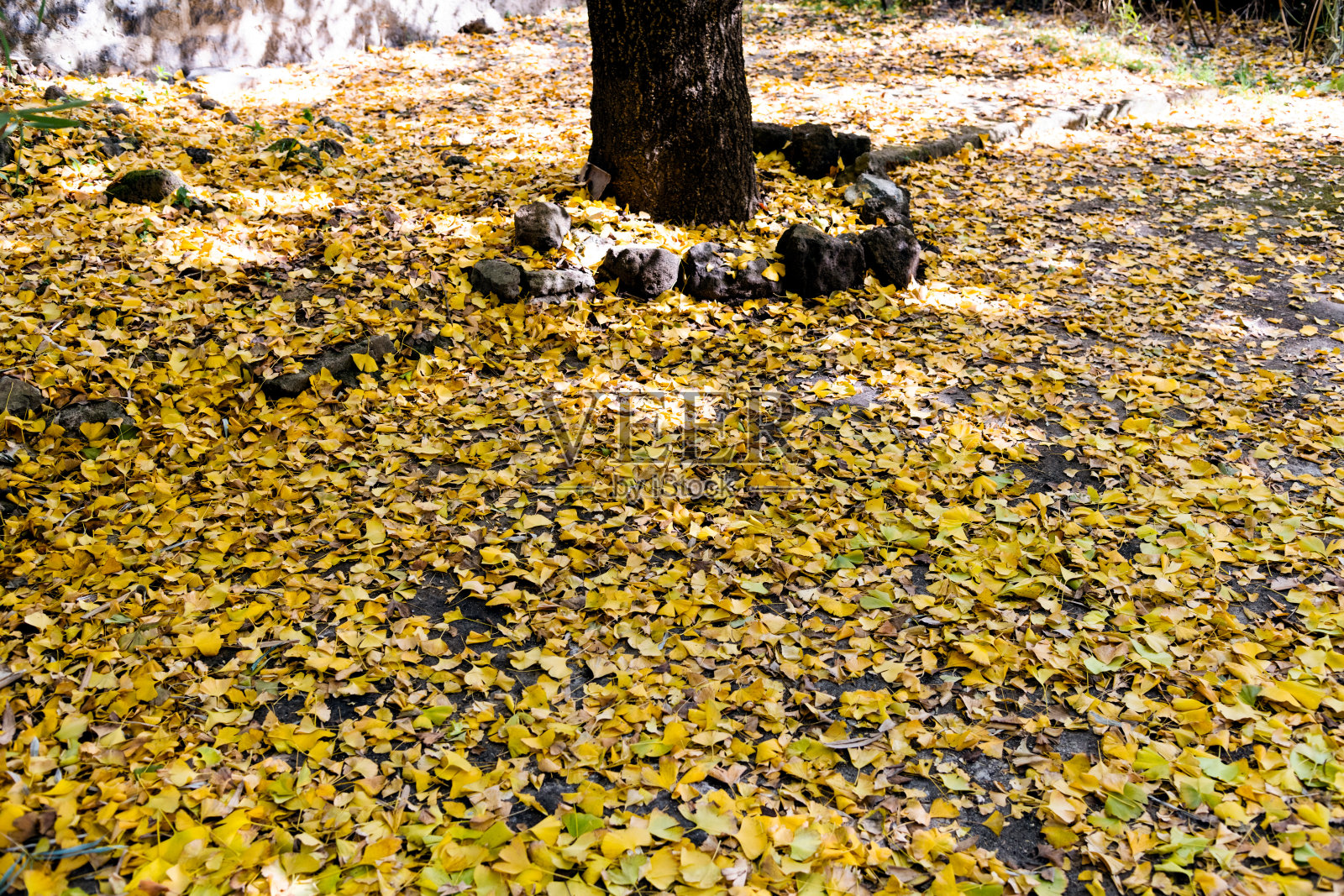 银杏树的叶子覆盖了地面照片摄影图片