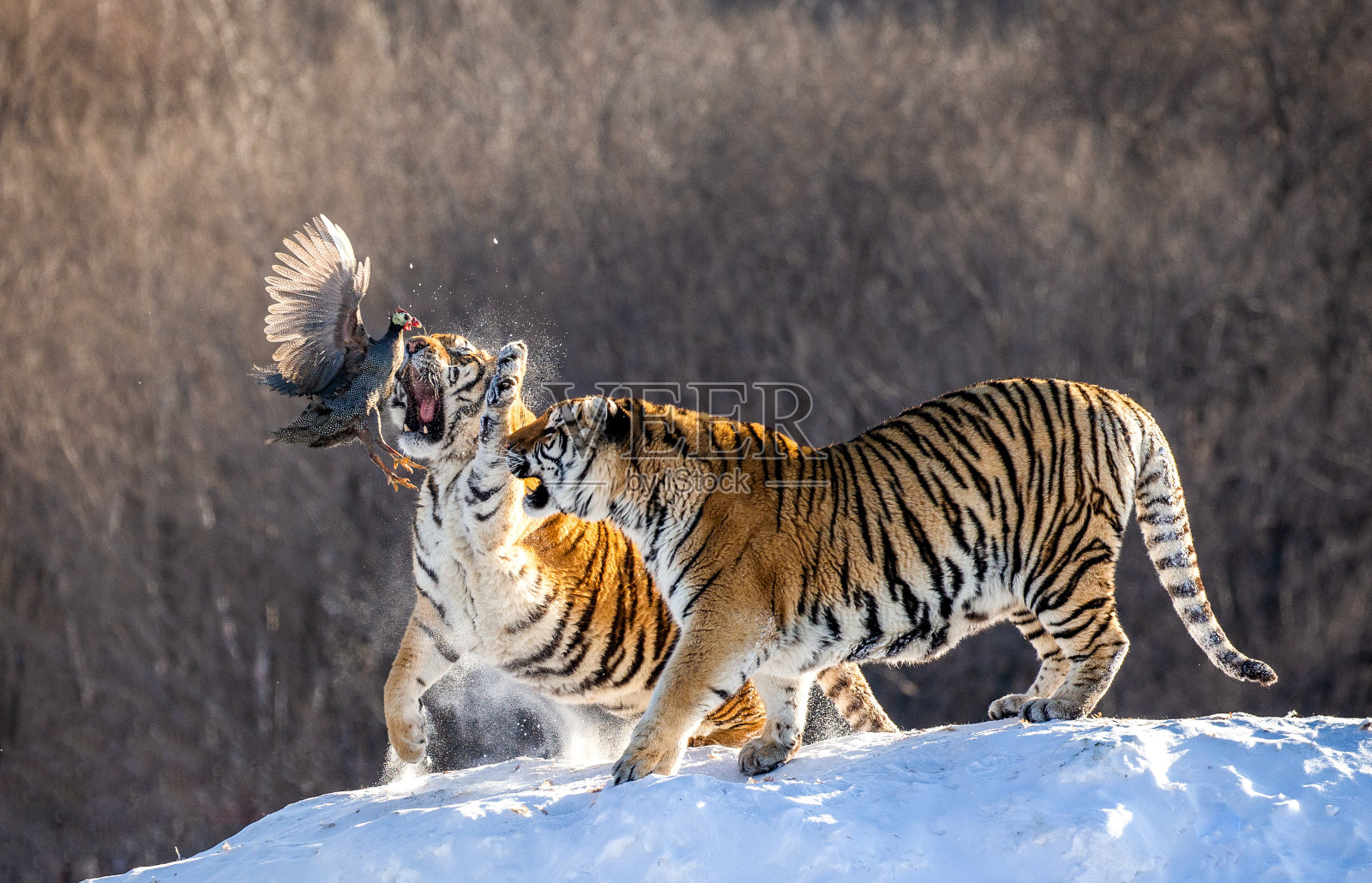 几只东北虎站在白雪覆盖的小山上捕捉猎物。中国哈尔滨。牡丹江市。Hengdaohezi公园。西伯利亚虎公园。照片摄影图片