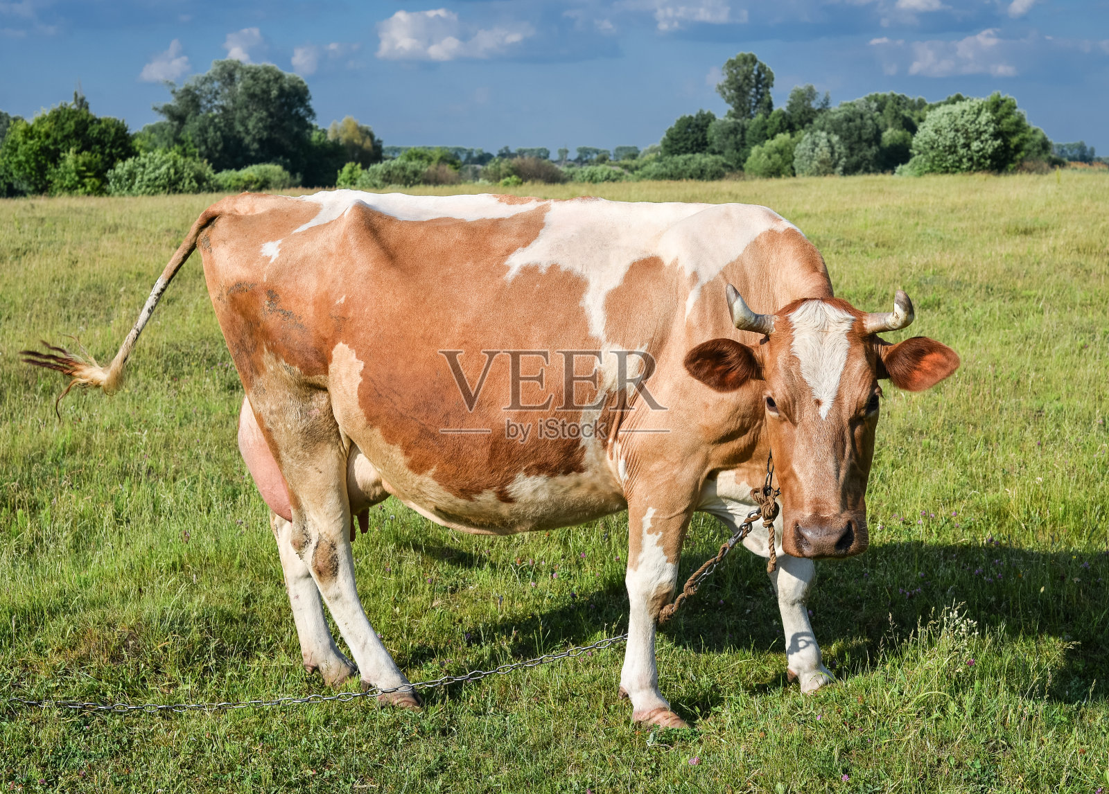 亮绿色田野背景上的奶牛。照片摄影图片
