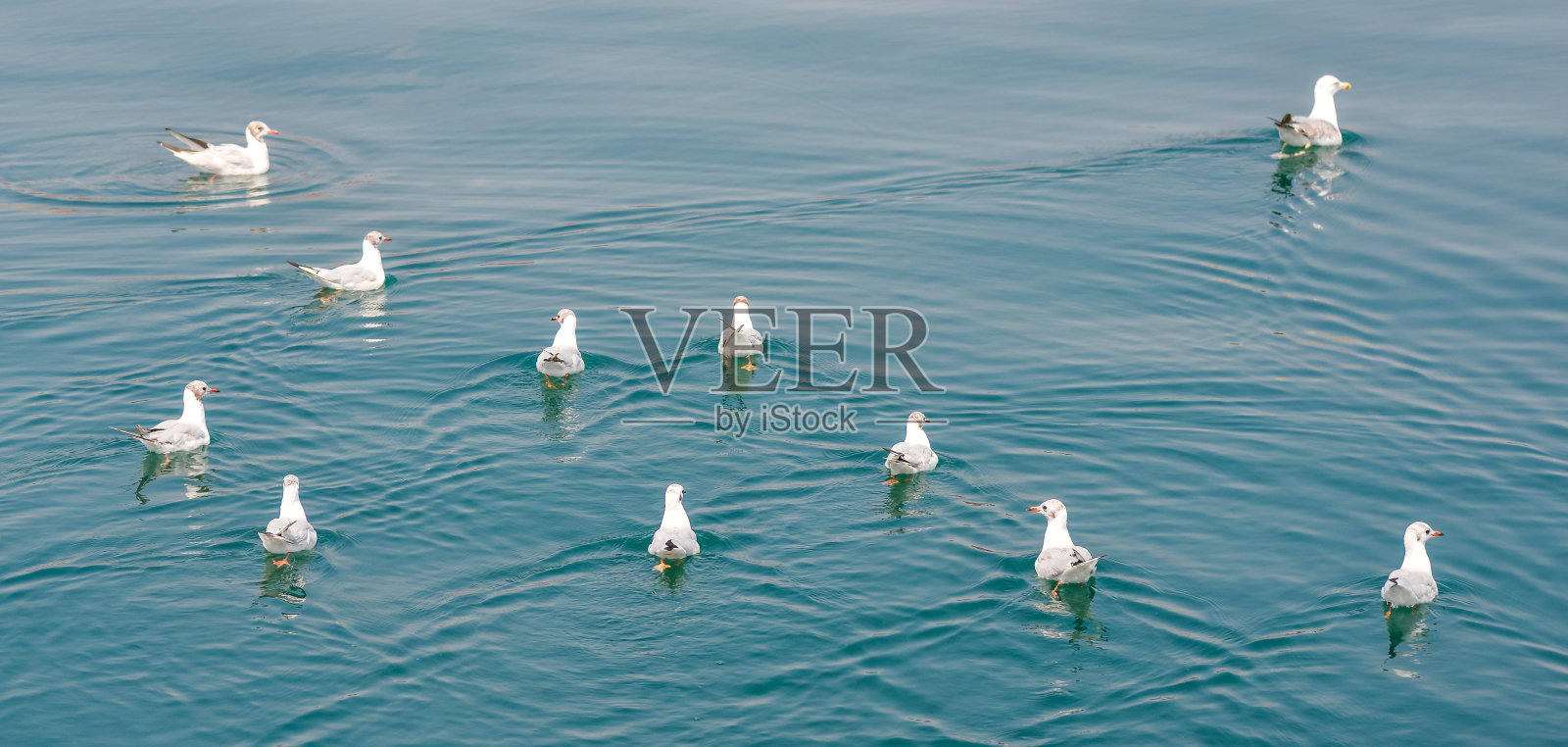 一群海鸥在碧绿的海水中飞翔照片摄影图片
