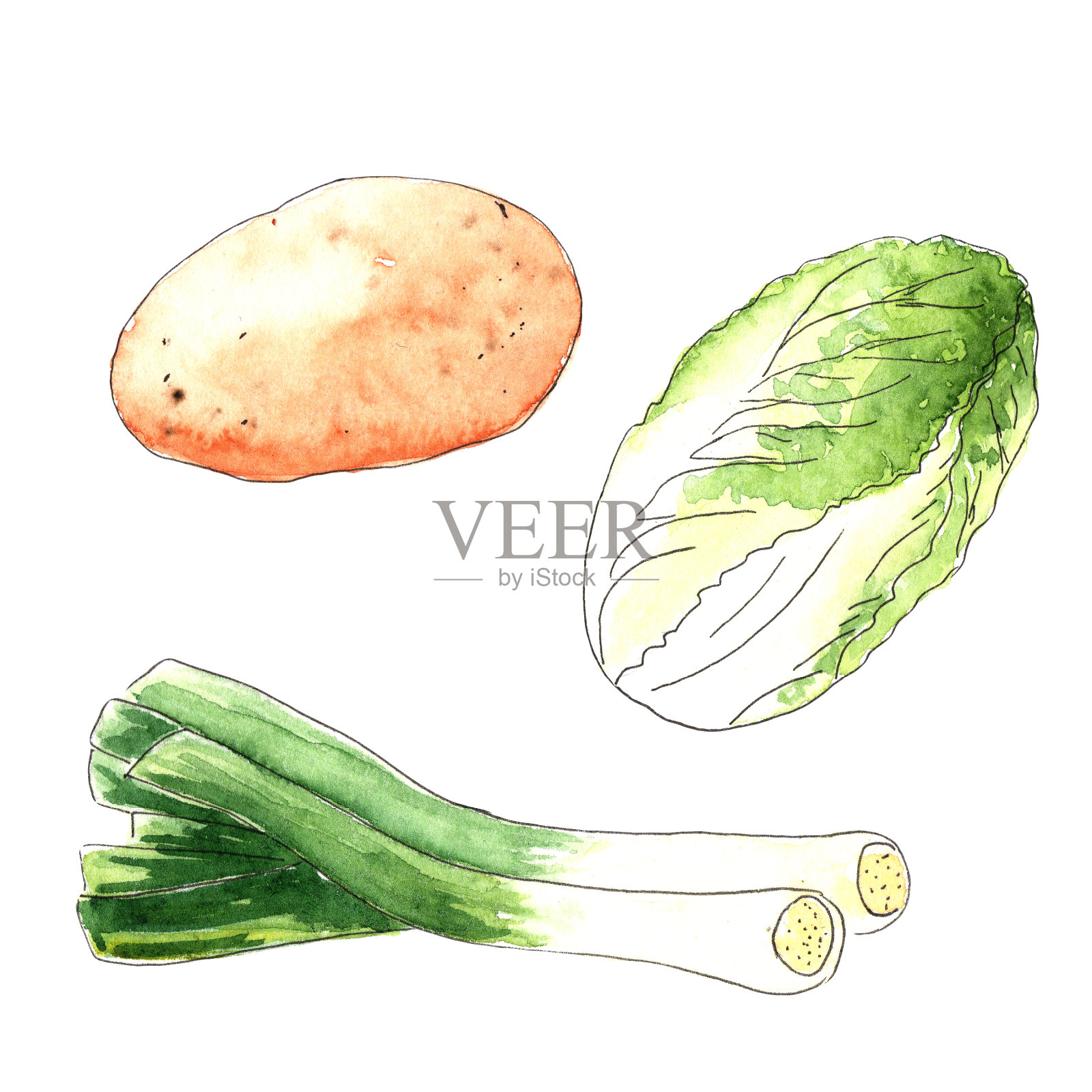 水彩蔬菜在白色的背景。插画图片素材
