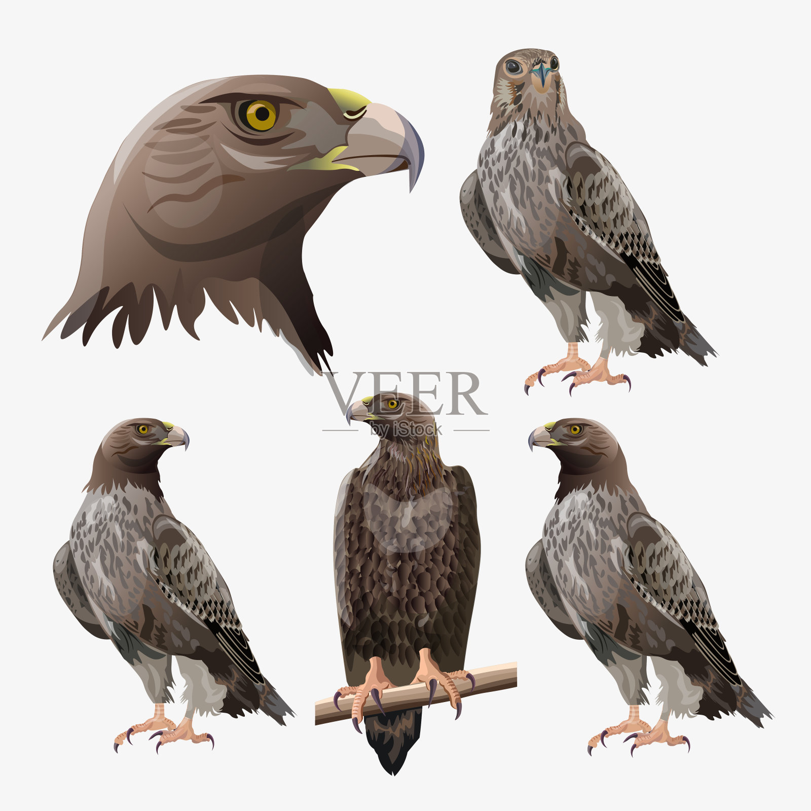 矢量鹰的集合设计元素图片