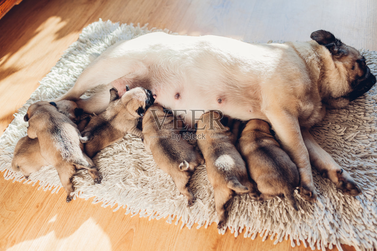 哈巴狗在家喂六只小狗。狗和孩子们躺在地毯上照片摄影图片