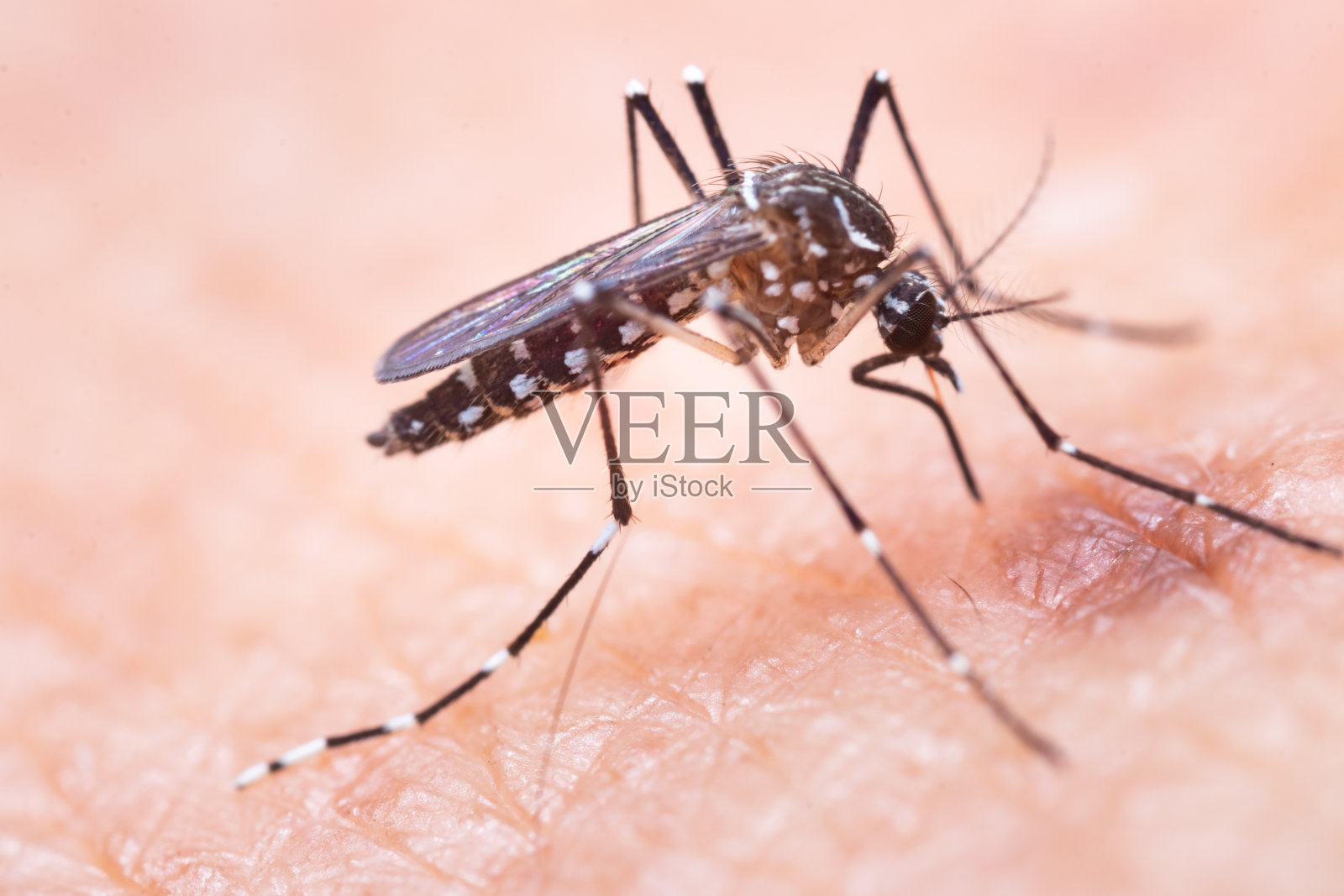 埃及伊蚊。这是一只吸人血的蚊子，照片摄影图片