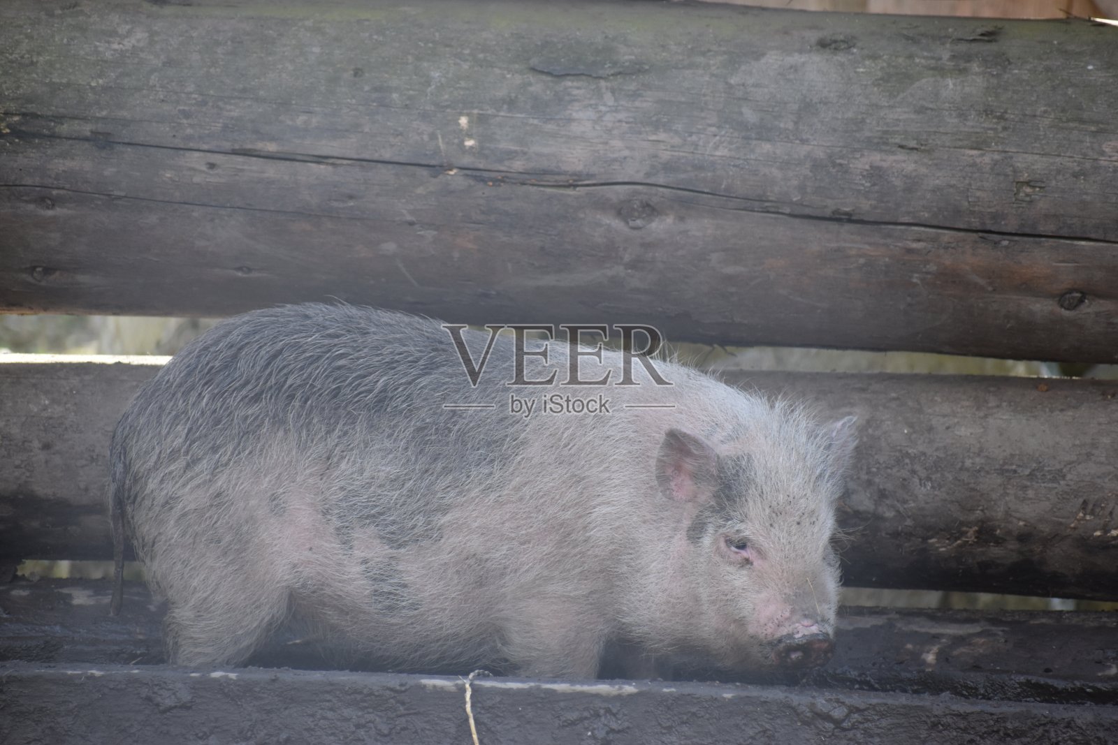 一个粉红色小猪的特写，背景是木栅栏照片摄影图片