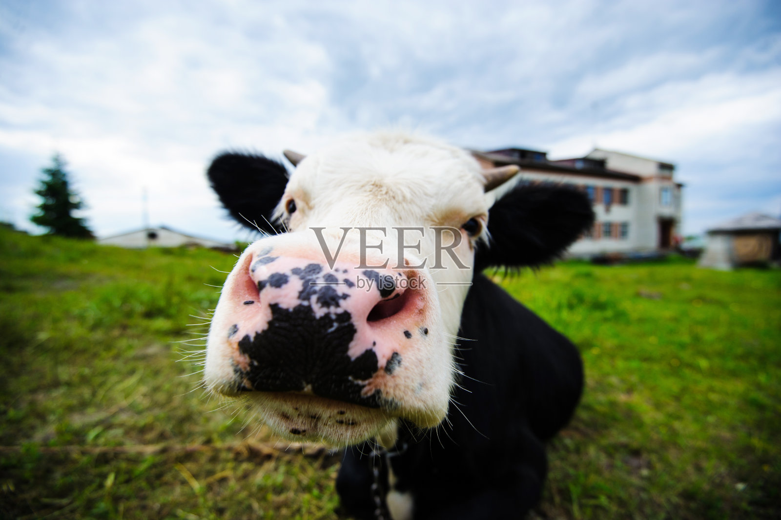 在草地上吃草的牛照片摄影图片