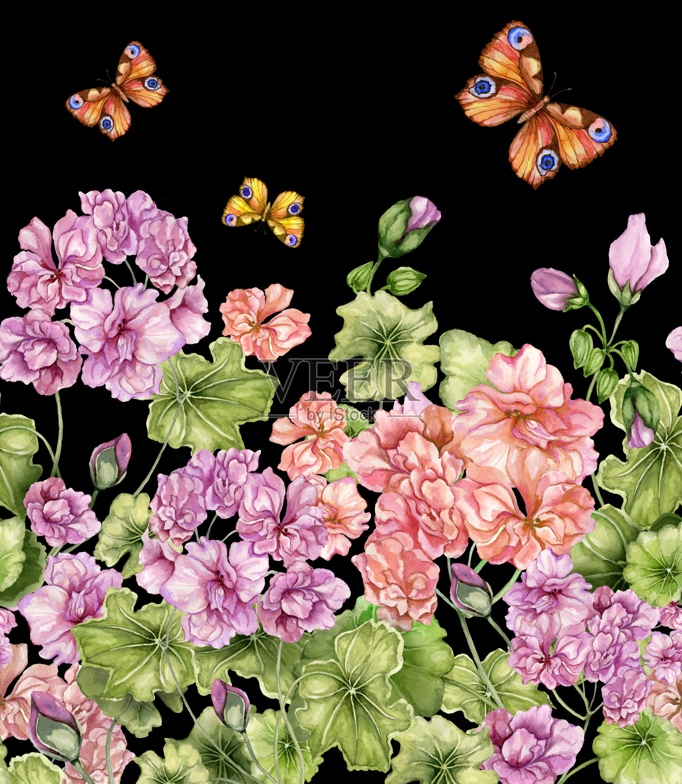 美丽的花背景与天竺葵花和蝴蝶在黑色的背景。植物花纹、镶边无缝。水彩画。手绘插图。插画图片素材