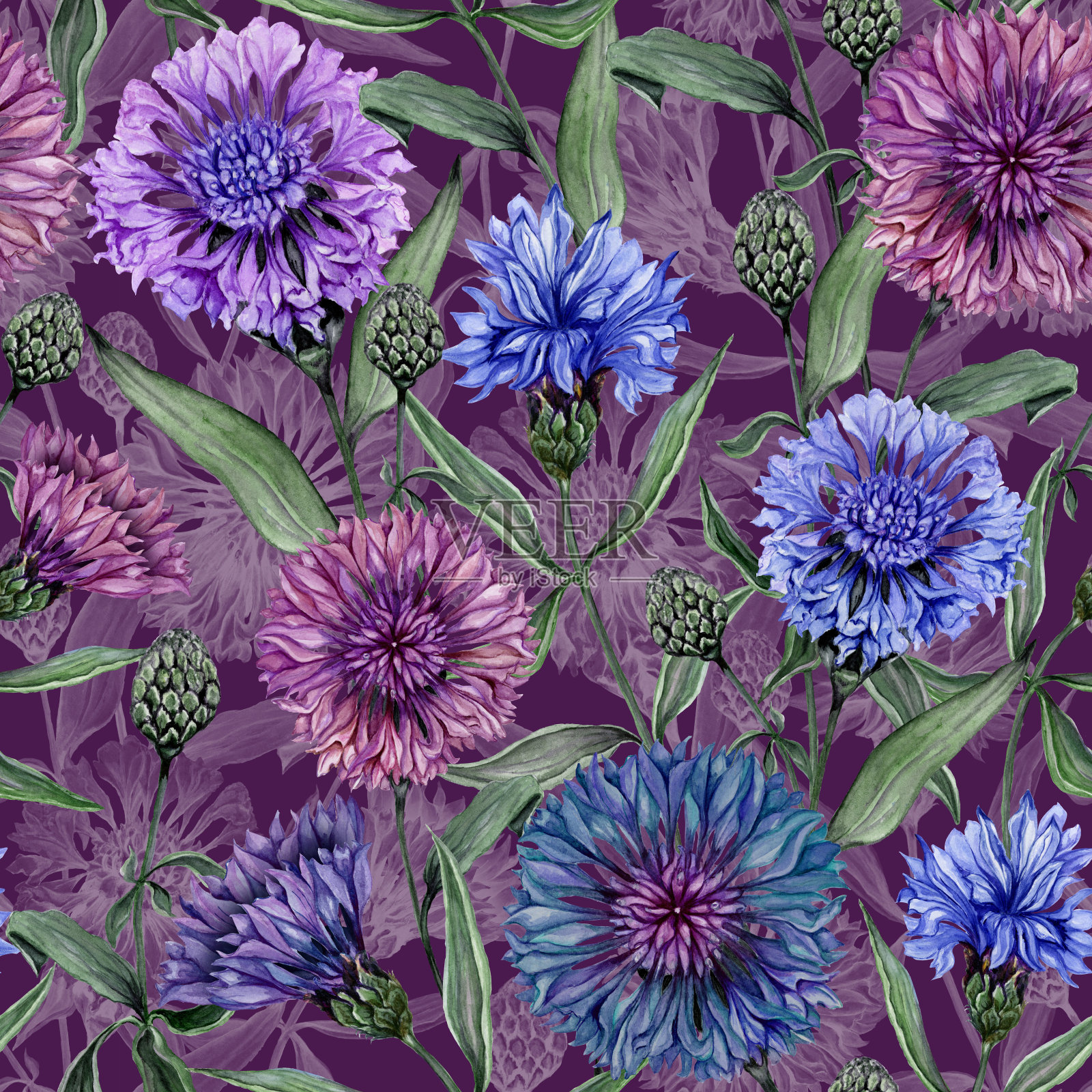 美丽的矢车菊花与绿色的叶子在紫色的背景。无缝的花卉图案。水彩画。手绘植物插画。插画图片素材