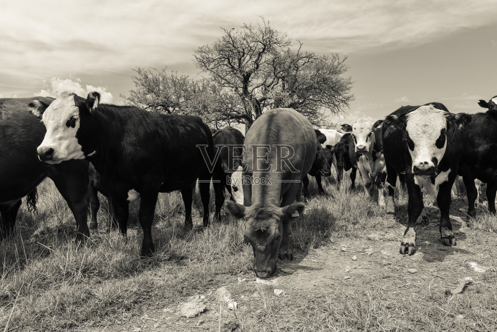 田里的牛照片摄影图片