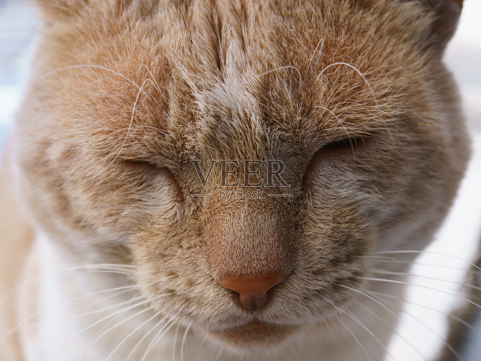 梦见大加纳利岛的红猫。宏观形象照片摄影图片