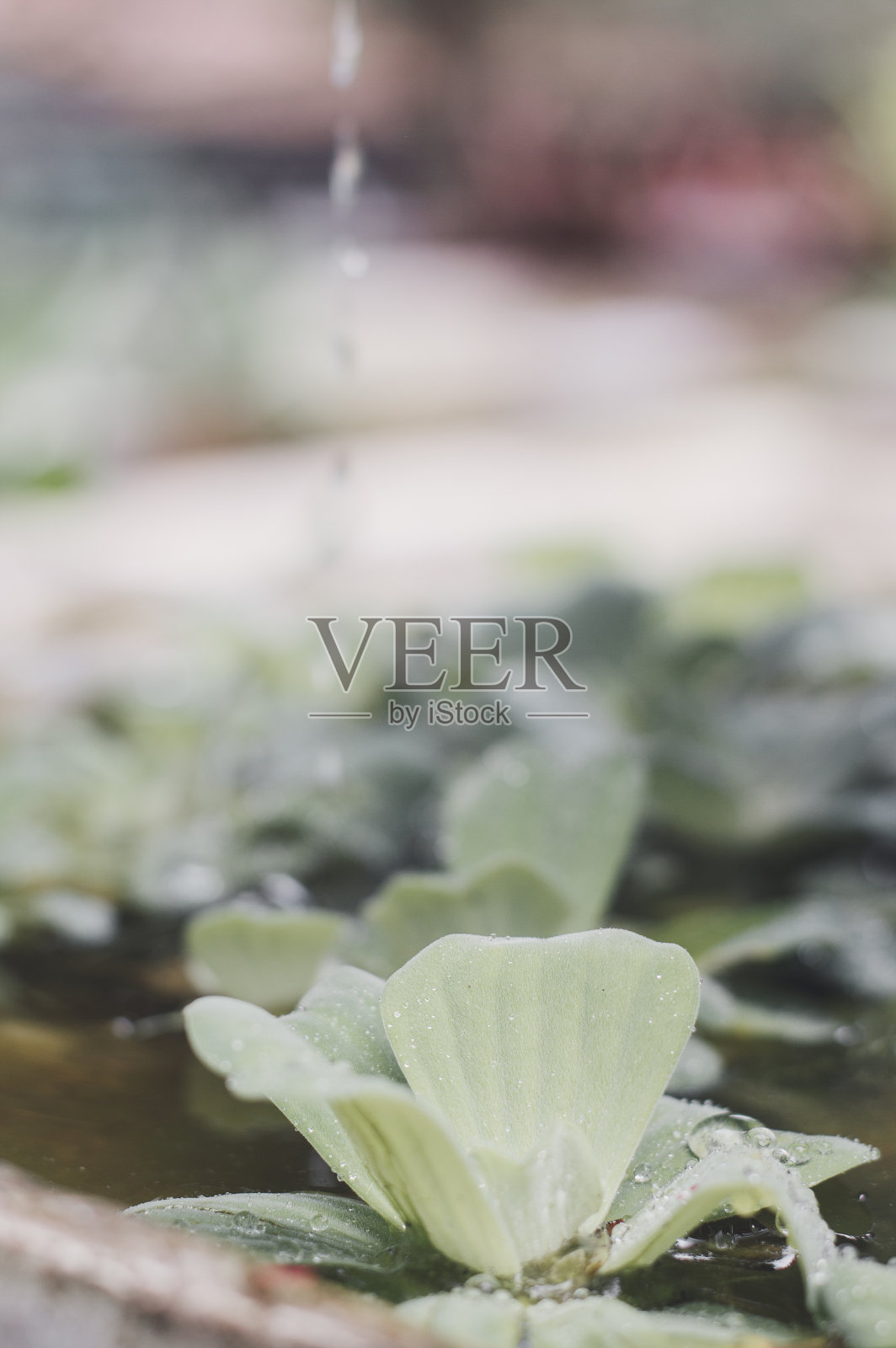 植物的垂直照片与小叶子和水龙头水在装饰喷泉或小池塘照片摄影图片