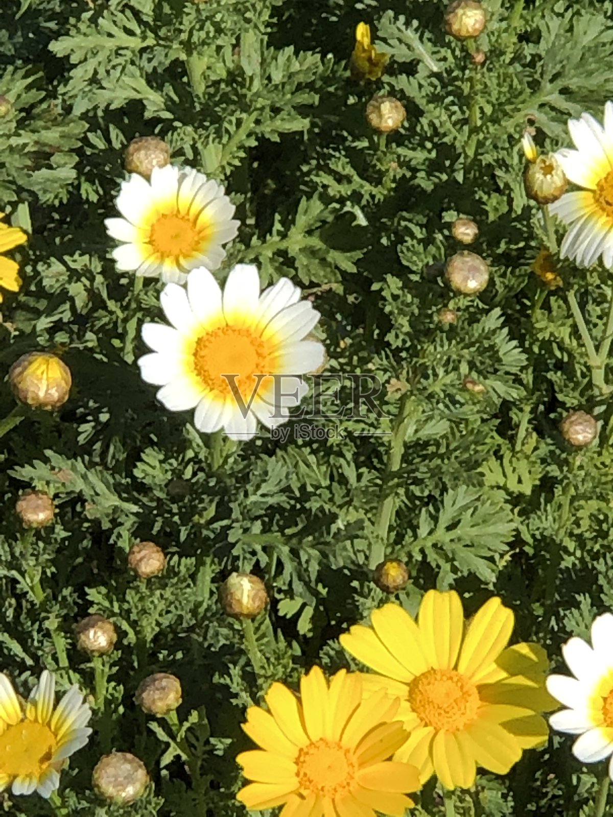 黄色和白色的雏菊照片摄影图片