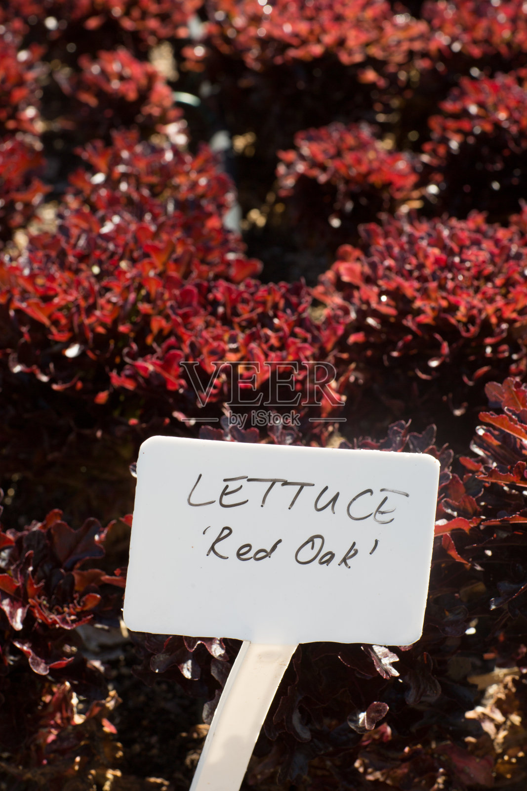 一个充满活力的背光作物的美丽深红色莴苣与一个标志上写着:莴苣红橡树。照片摄影图片