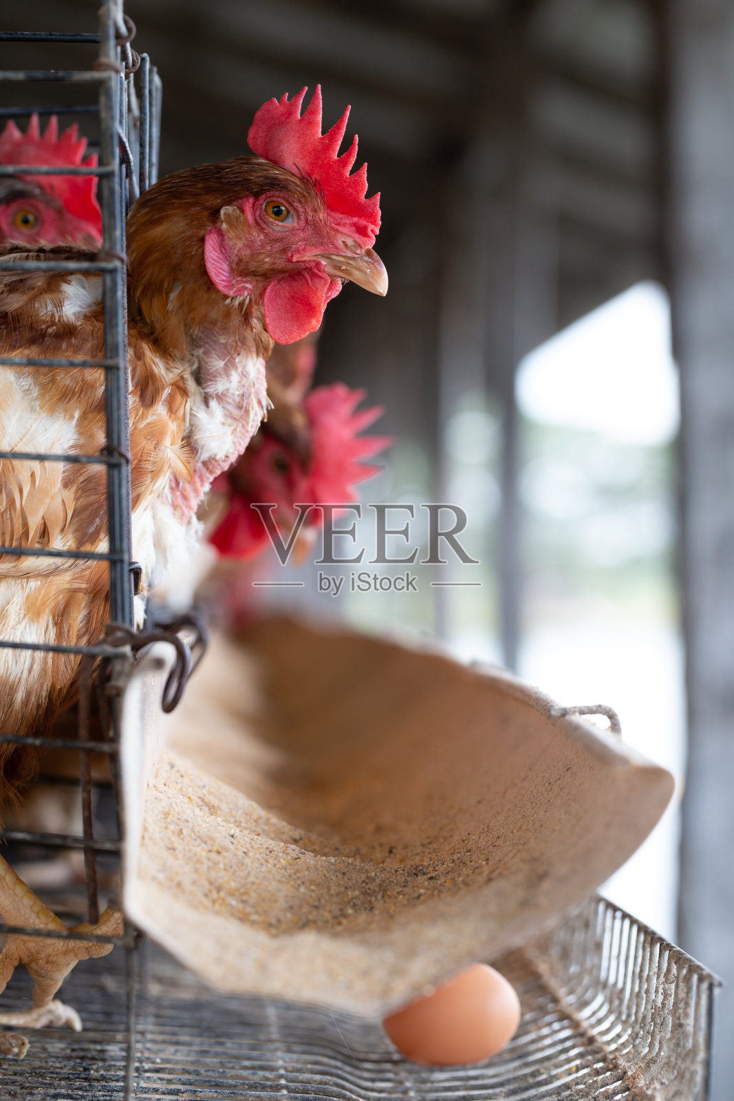 工厂里的鸡，泰国笼子里的鸡工业农场，动物和农业综合企业，食品生产和工业概念照片摄影图片
