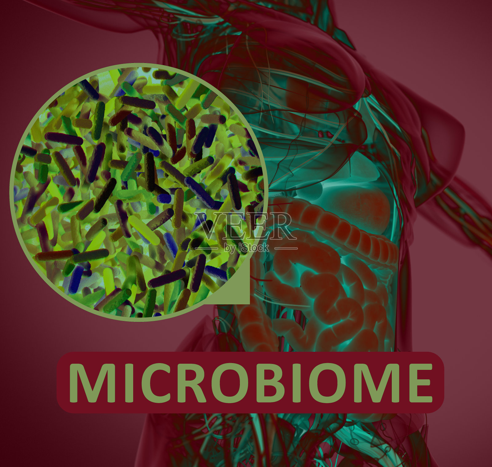 肠道细菌微生物组显微镜插图。三维演示照片摄影图片