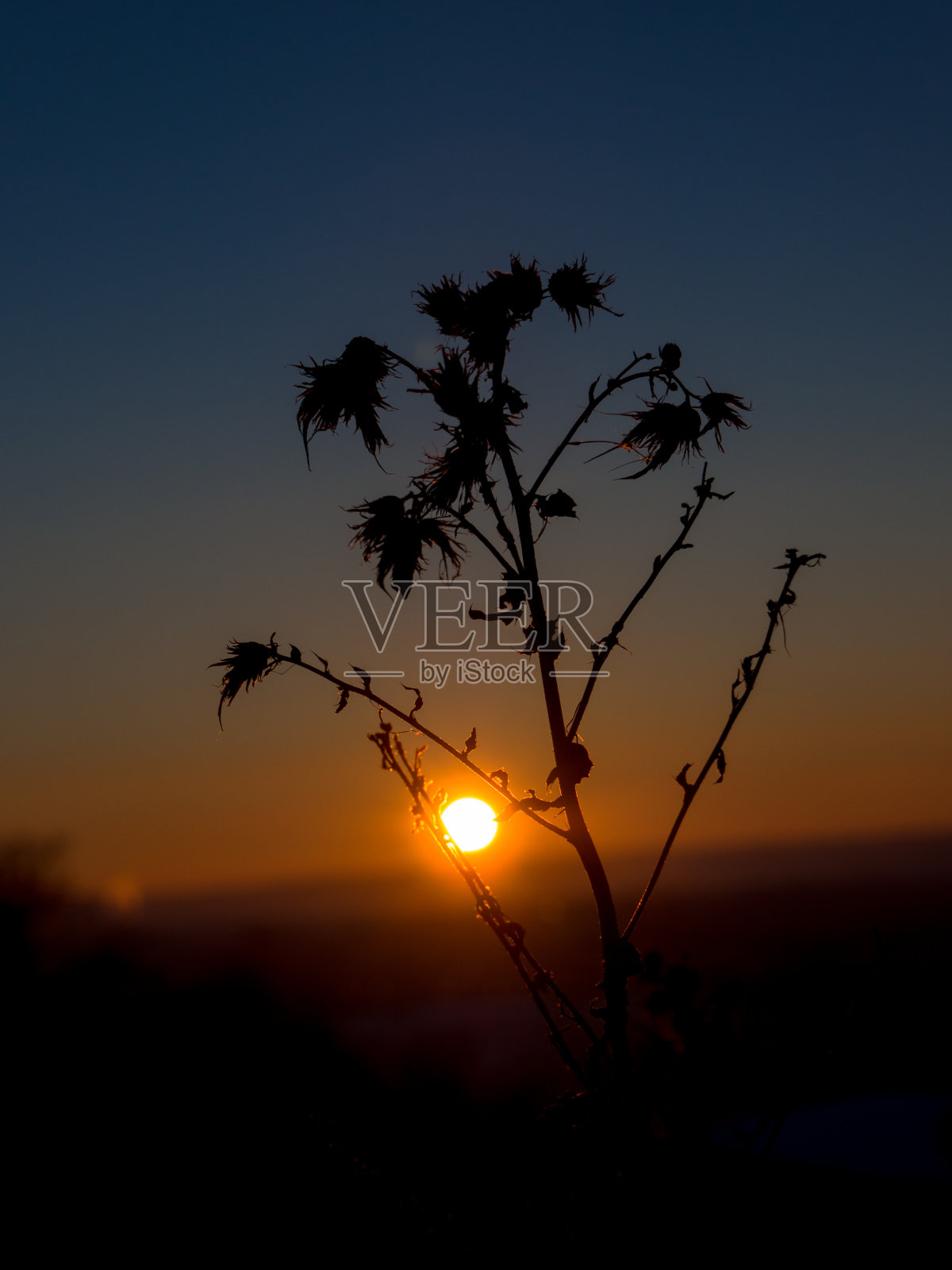 日落时植物的剪影。照片摄影图片