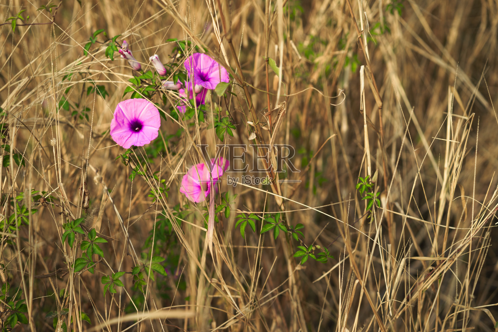 干草上的紫色旋花照片摄影图片