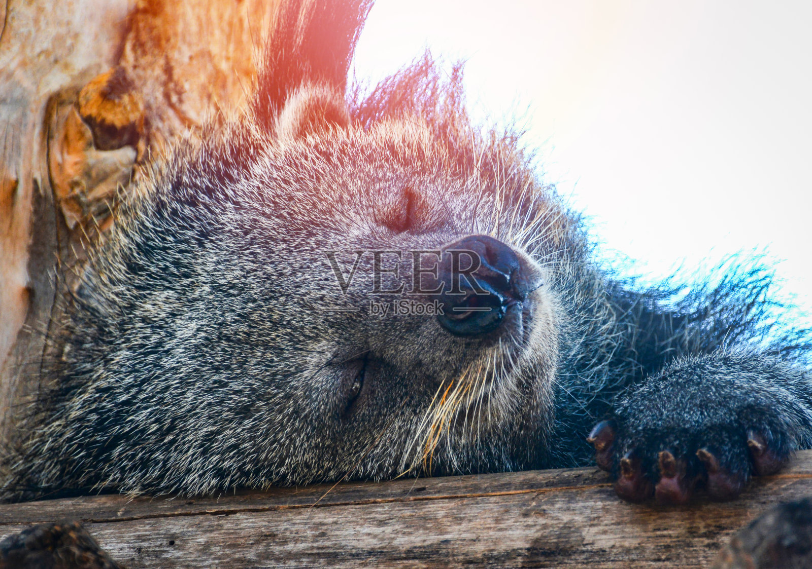 夏天，熊狸或熊狸会躺在木头上放松地睡觉照片摄影图片
