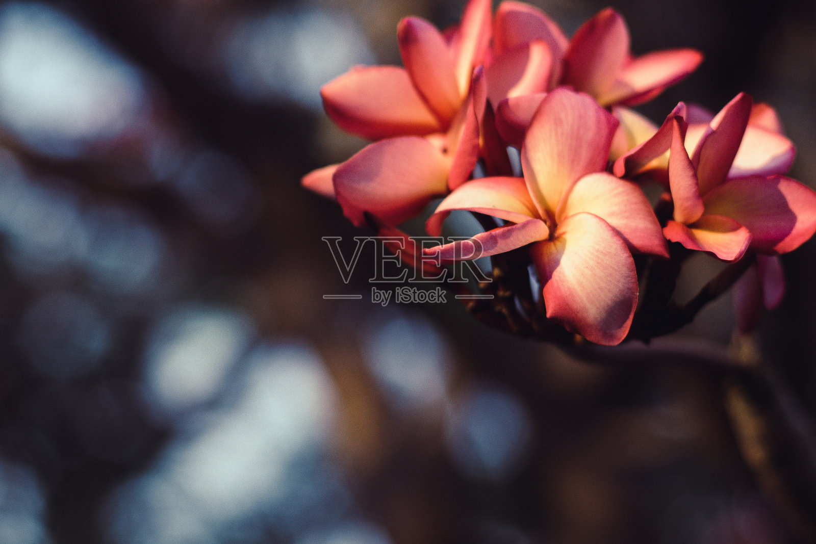 美丽的粉红色热带花和花瓣鸡蛋花盛开照片摄影图片