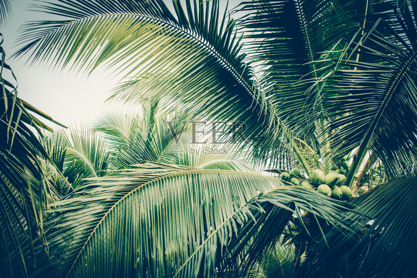 天空下椰子树的叶子。的背景。复古的海报。照片摄影图片