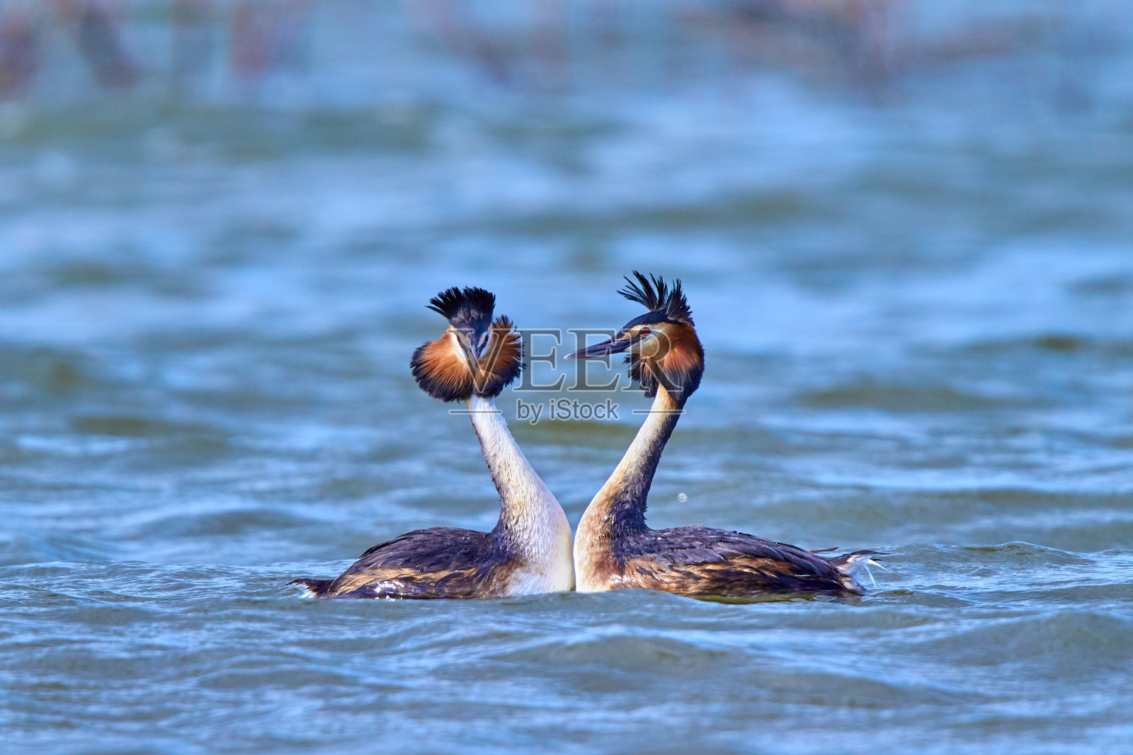 大冠毛鸊鷉，水鸟，在交配季节照片摄影图片