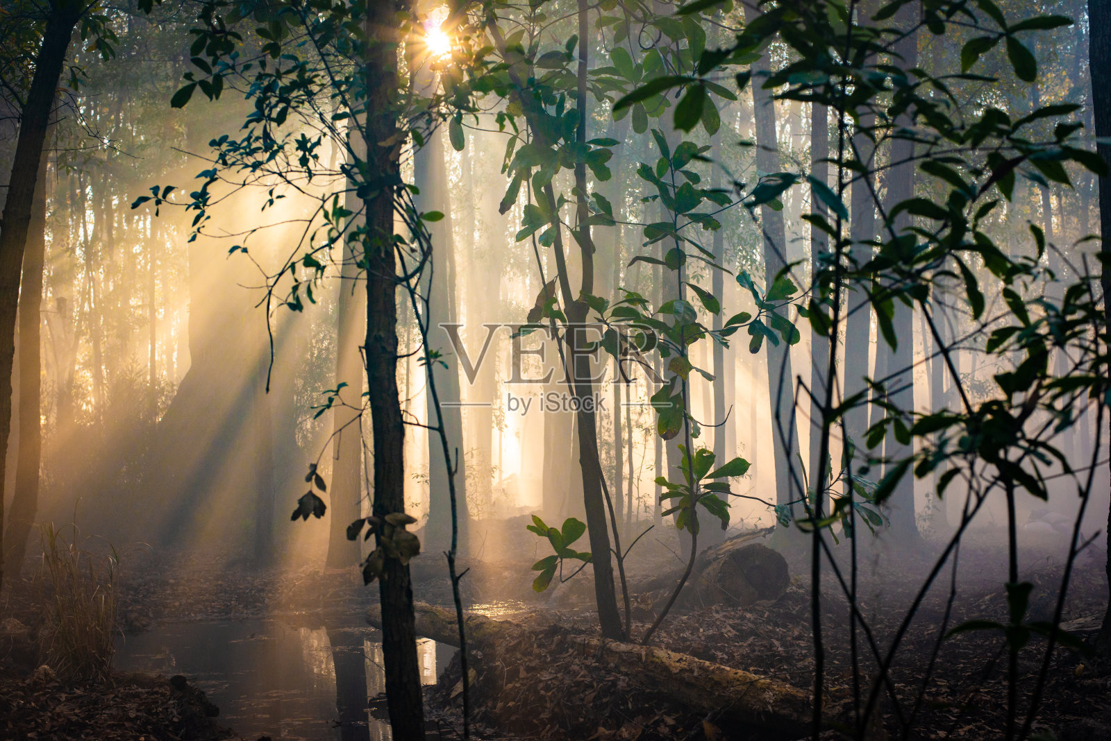 清晨迷雾丛林照片摄影图片